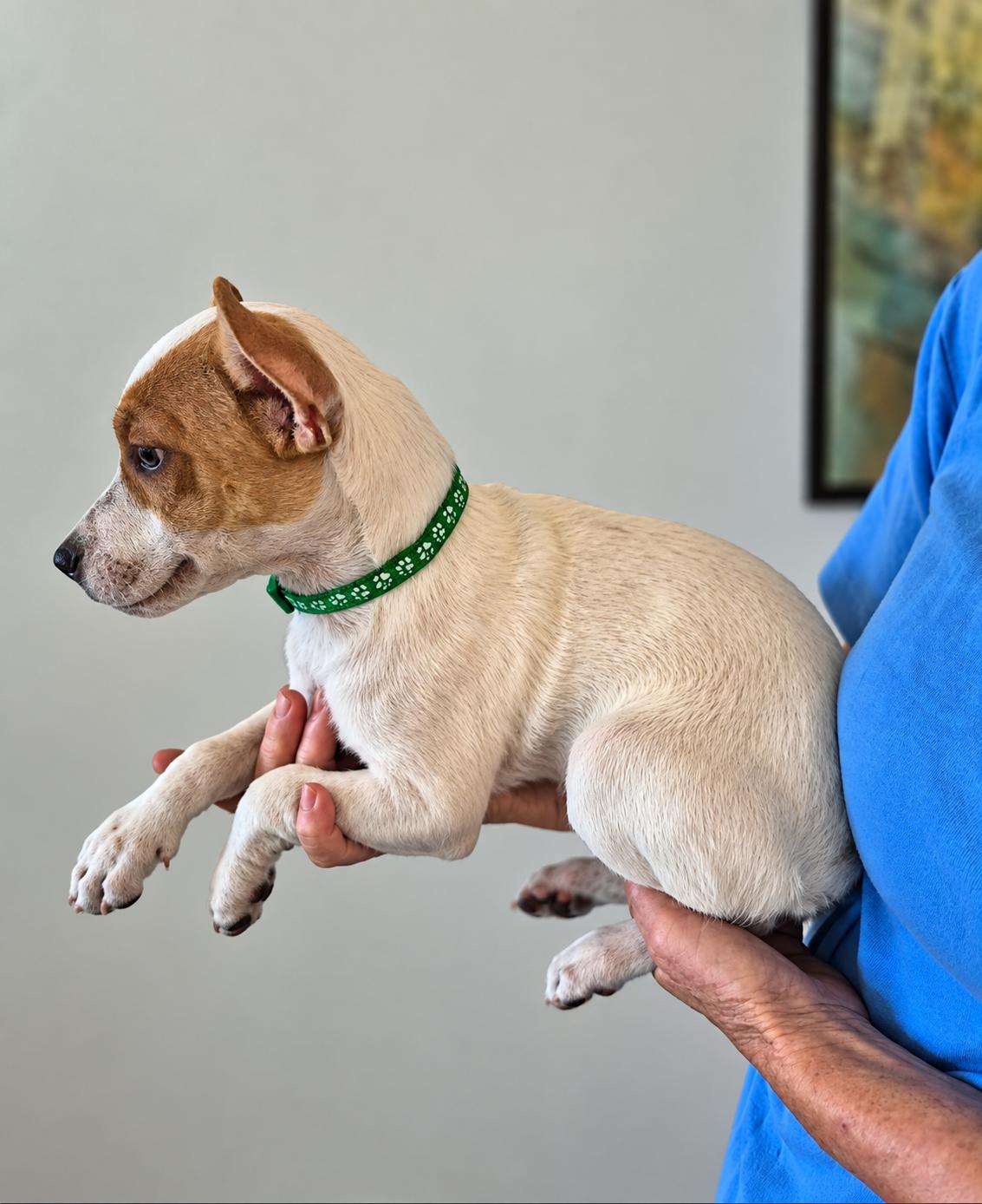 Enlarge Benny, a Adopted mixed breed in Boston, MA image 5/6