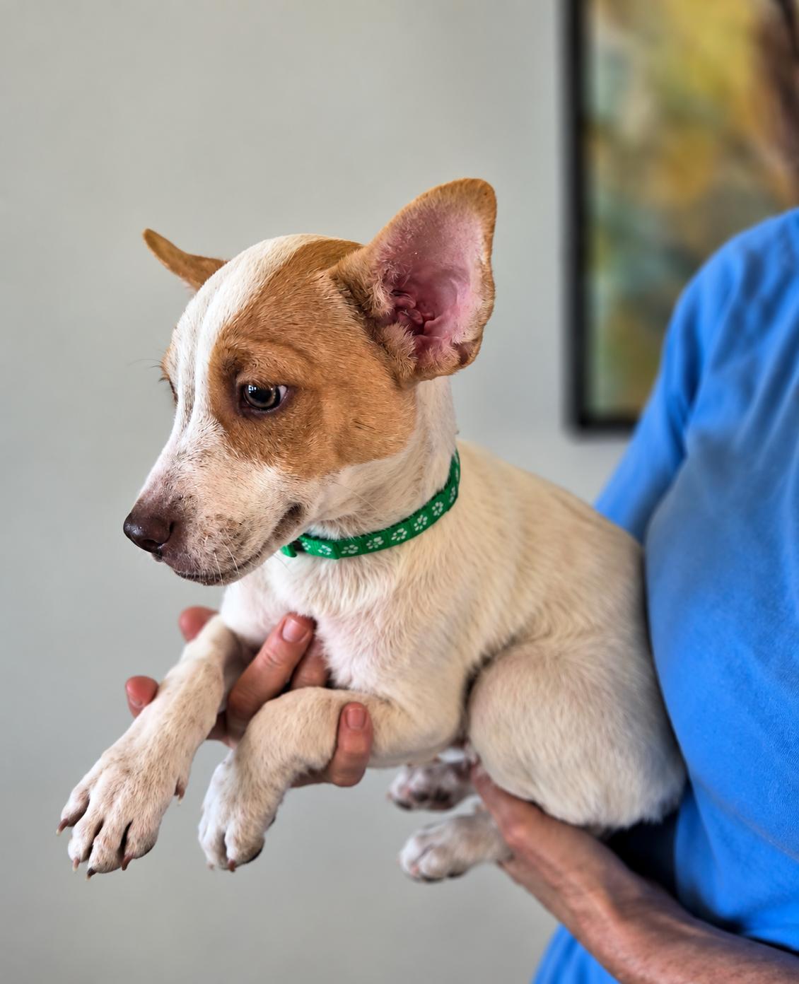 Benny, Adopted, Puppy Male Corgi & Terrier.