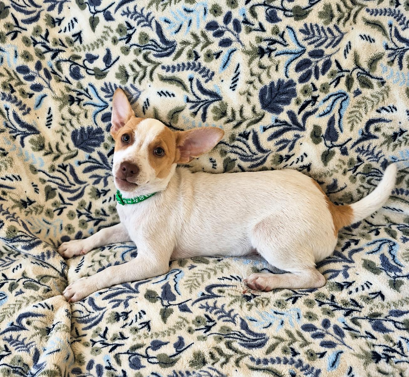 Enlarge Benny, a Adopted mixed breed in Boston, MA image 4/6