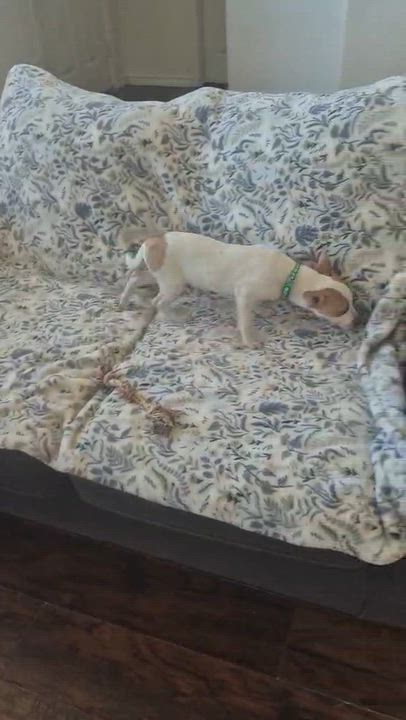 Enlarge Benny, a Adopted mixed breed in Boston, MA video 6/6