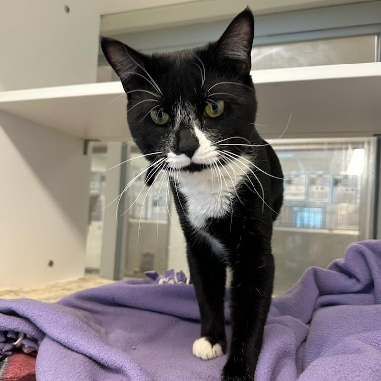 Enlarge Sweet Boi (ID 49910/120), an adopted Domestic Short Hair in Manassas, VA image 2/2