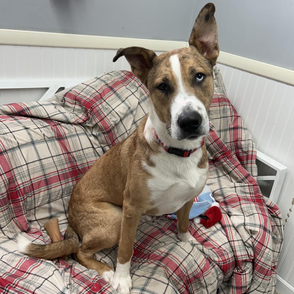 Enlarge Asher, a Adoptable Husky in Falmouth, KY image 1/1