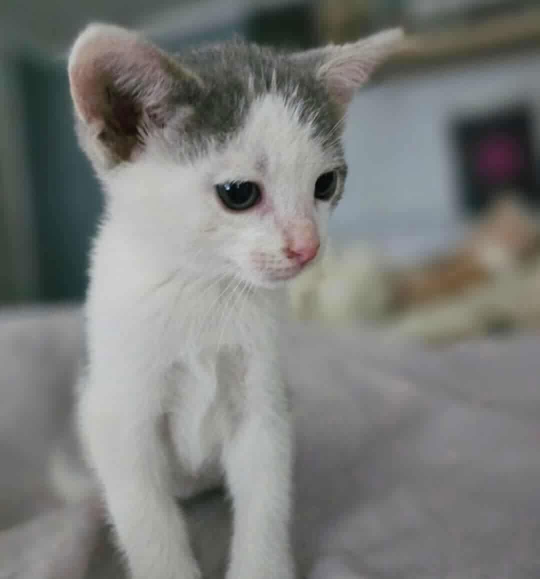 Sky YOUNG MALE, Adoptable, Young Male Domestic Short Hair.