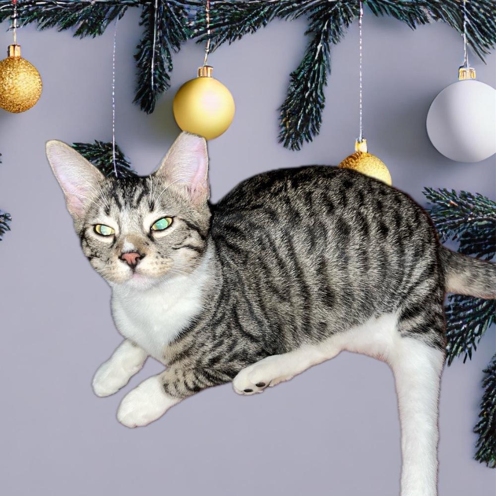 Enlarge Yoshi 6780, a Adoptable Domestic Short Hair in Dallas, TX image 1/4
