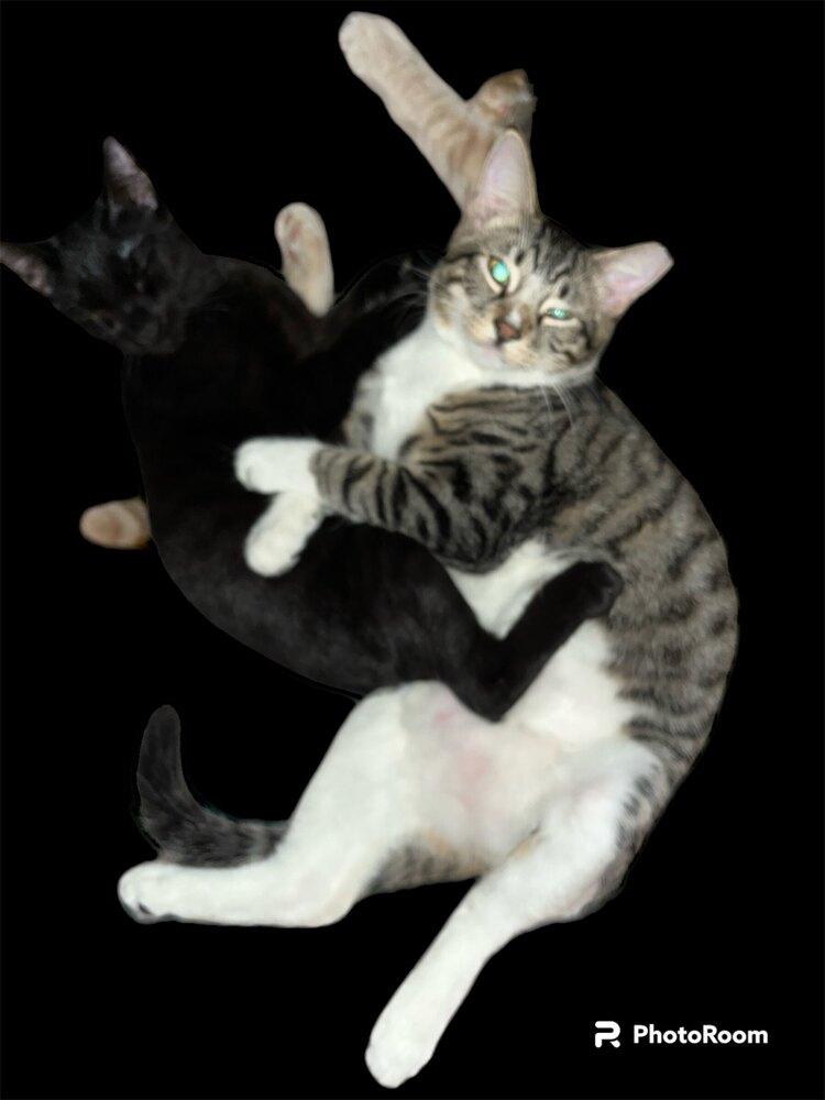Enlarge Yoshi 6780, a Adoptable Domestic Short Hair in Dallas, TX image 2/4