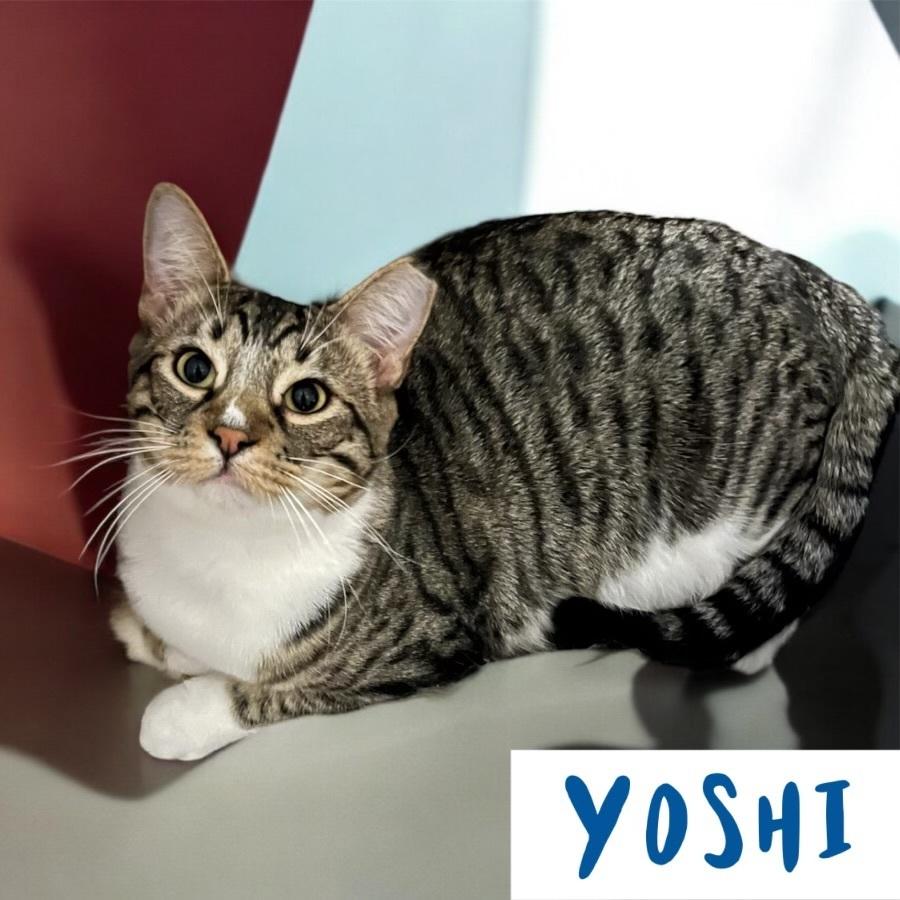Enlarge Yoshi 6780, a Adoptable Domestic Short Hair in Dallas, TX image 3/4