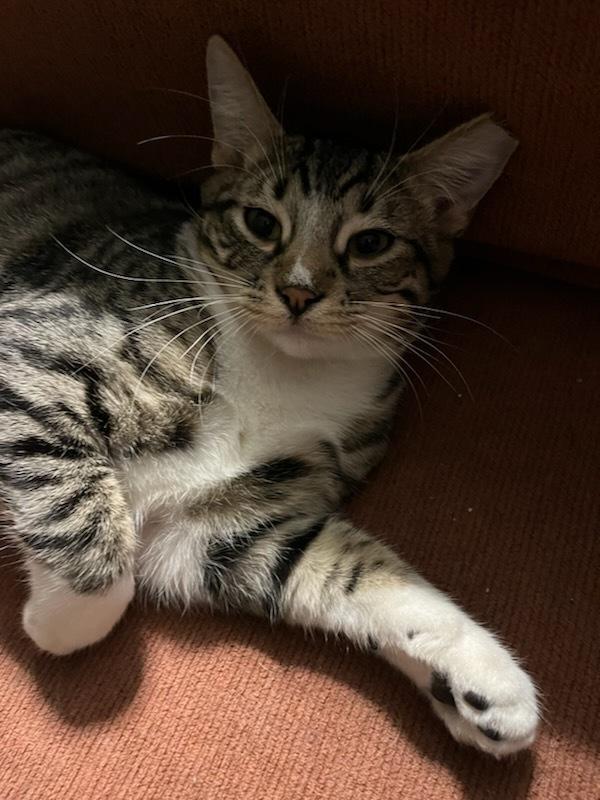 Enlarge Yoshi 6780, a Adoptable Domestic Short Hair in Dallas, TX image 4/4