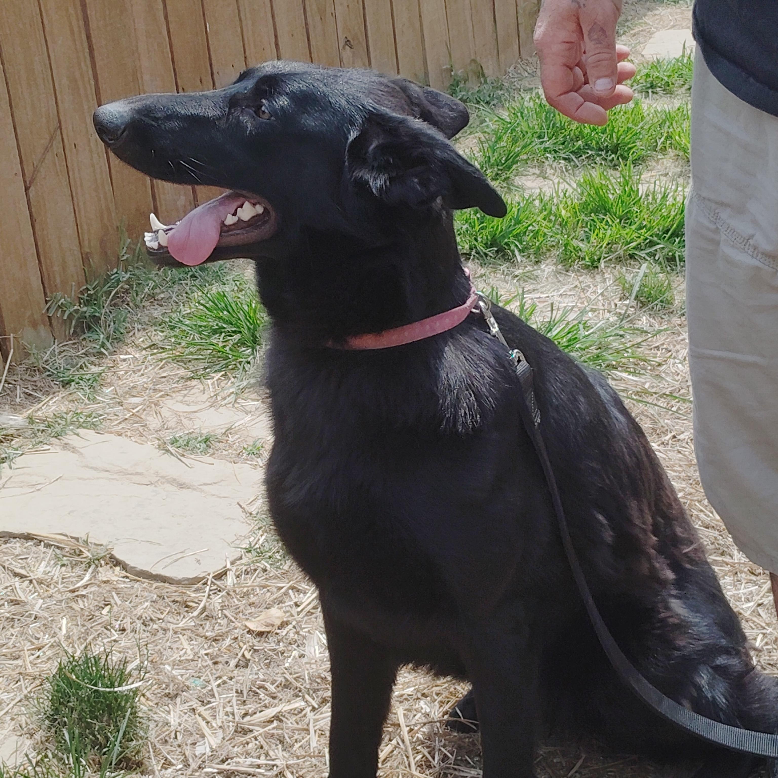 STELLA - a wonderful energy, ADOPTABLE, Young Female German Shepherd Dog.