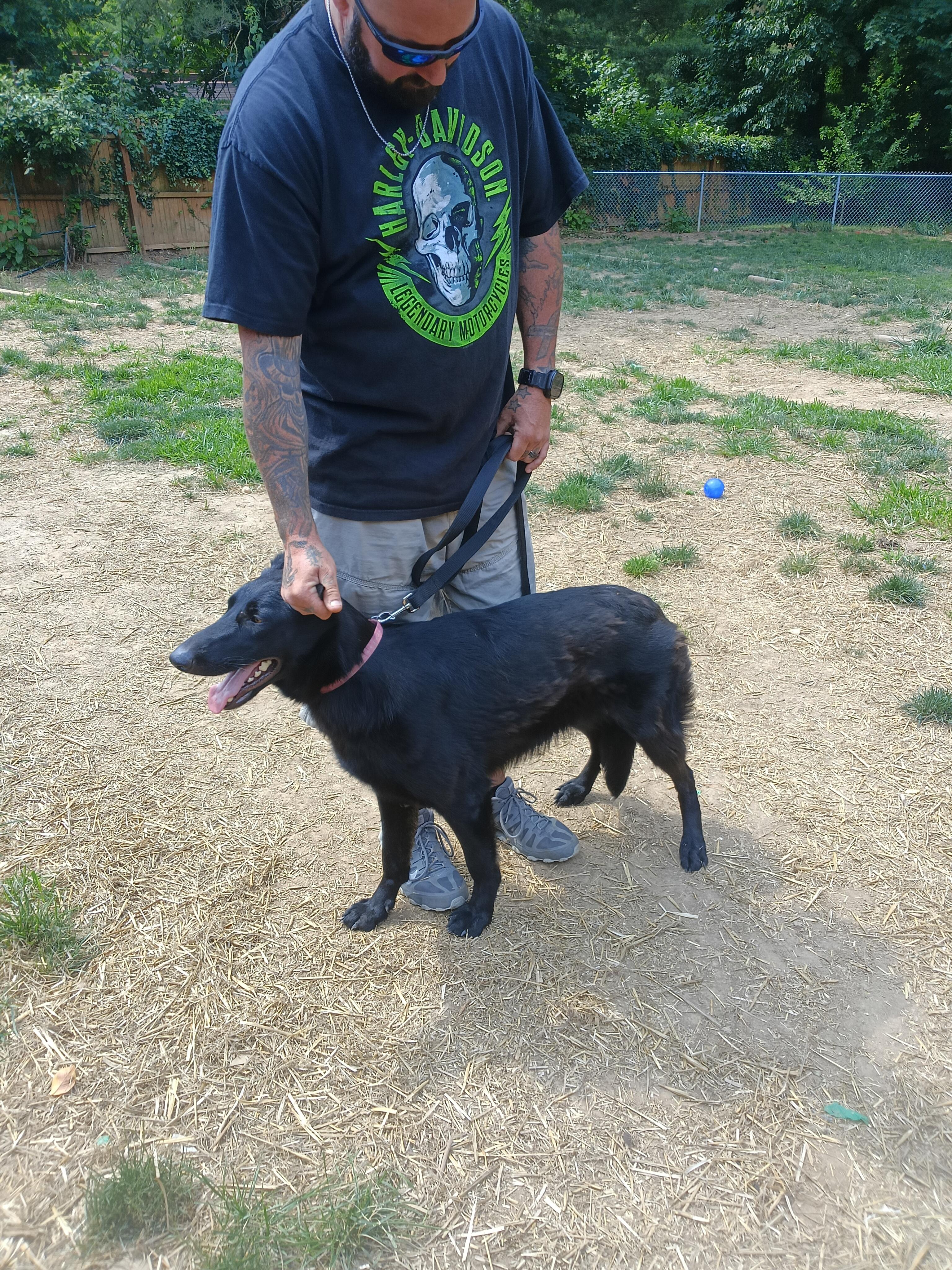 STELLA - a wonderful energy, a ADOPTABLE German Shepherd Dog in Wilmington, DE image 3/6