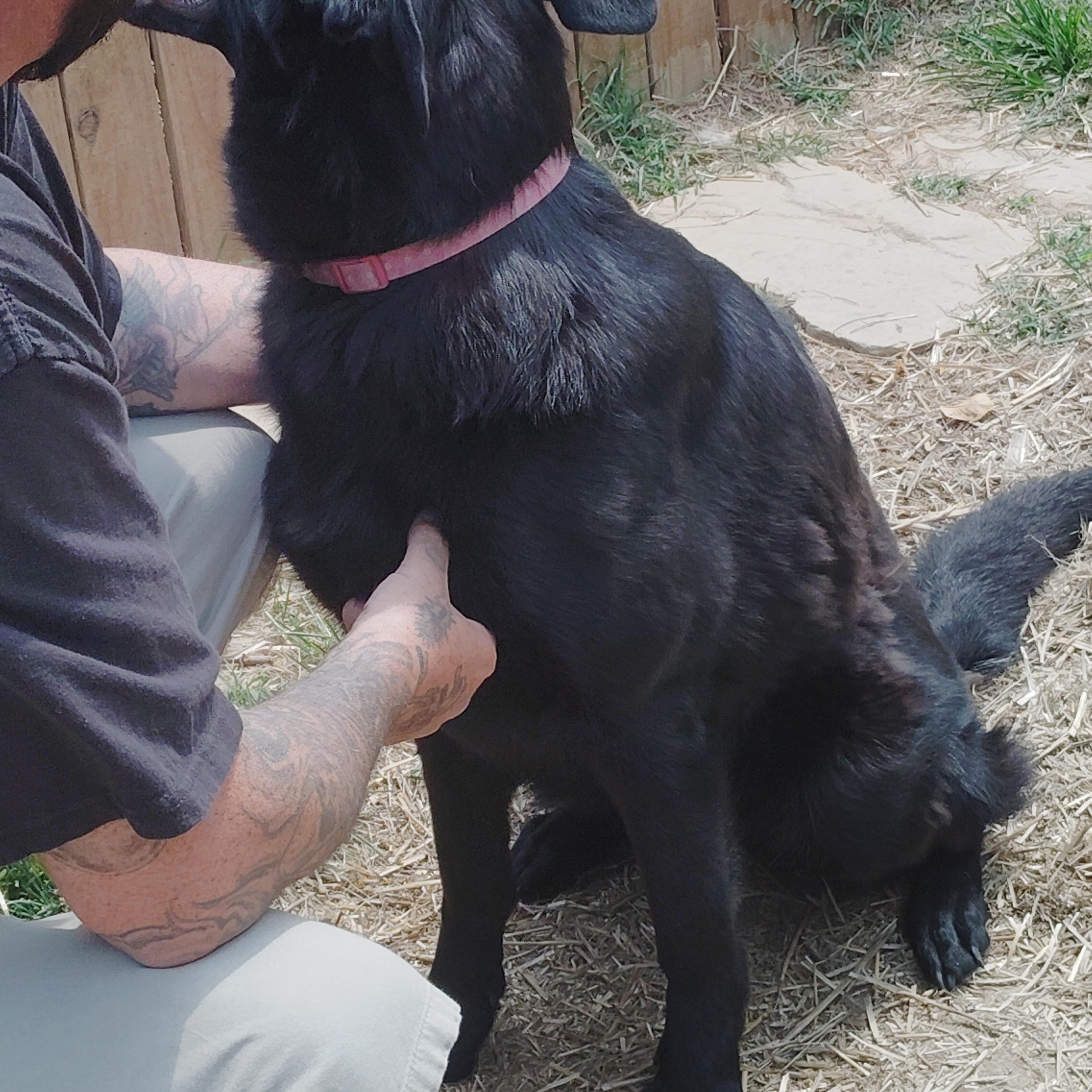 STELLA - a wonderful energy, a ADOPTABLE German Shepherd Dog in Wilmington, DE image 4/6