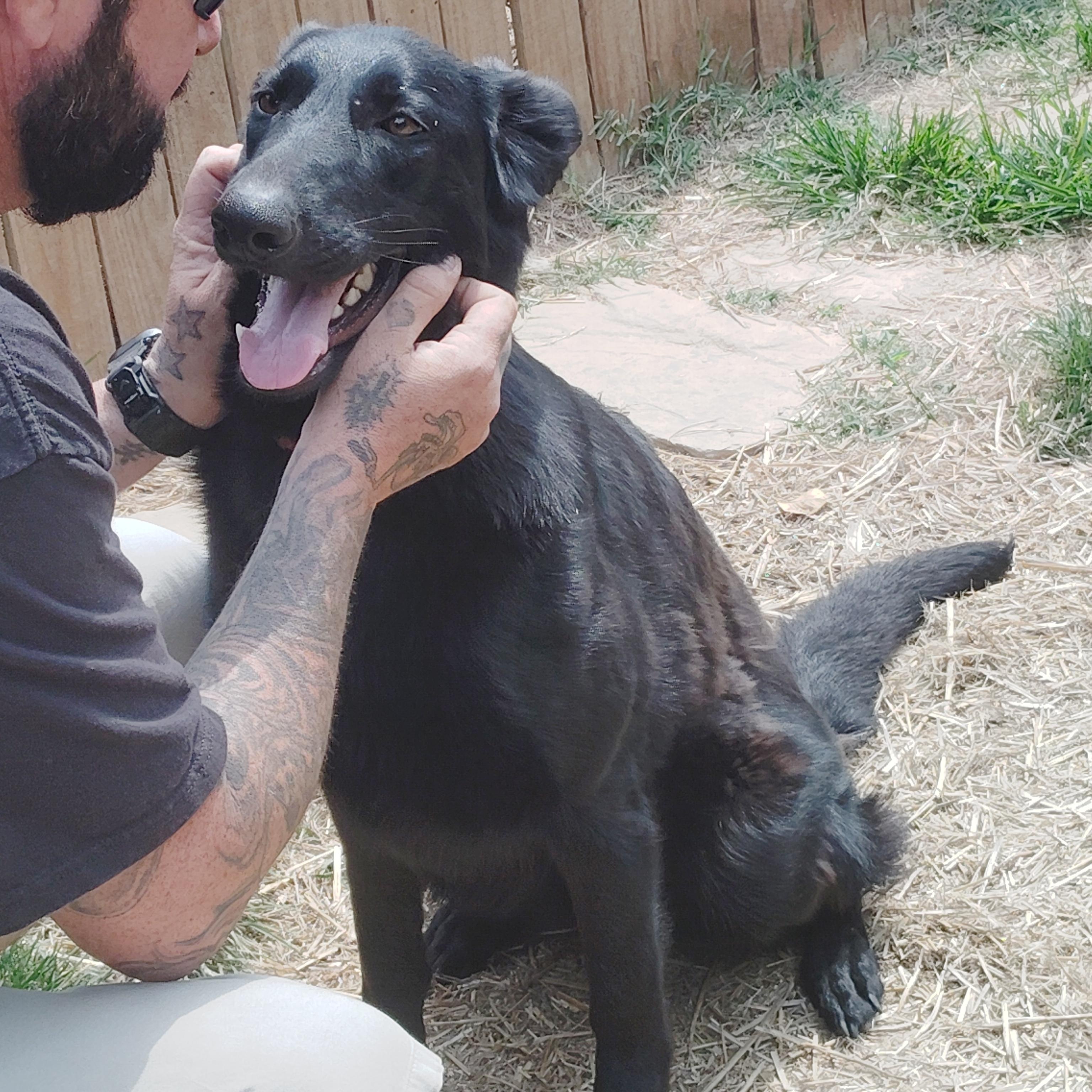 STELLA - a wonderful energy, a ADOPTABLE German Shepherd Dog in Wilmington, DE image 6/6