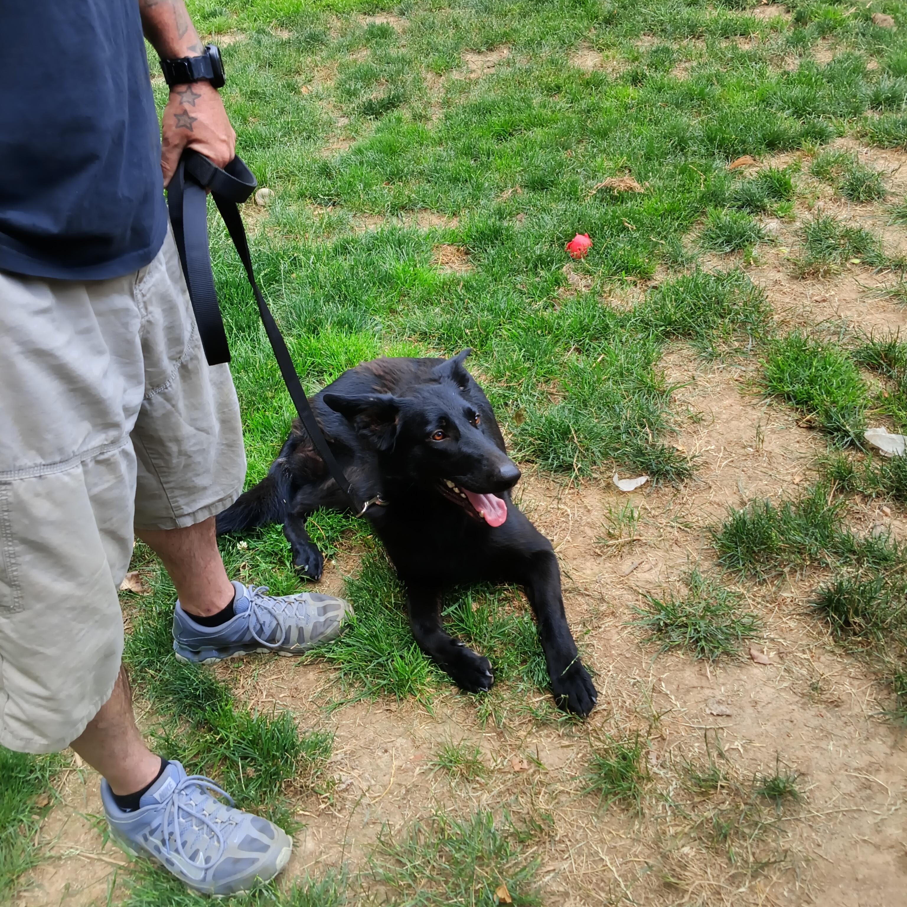 STELLA - a wonderful energy, a ADOPTABLE German Shepherd Dog in Wilmington, DE image 5/6