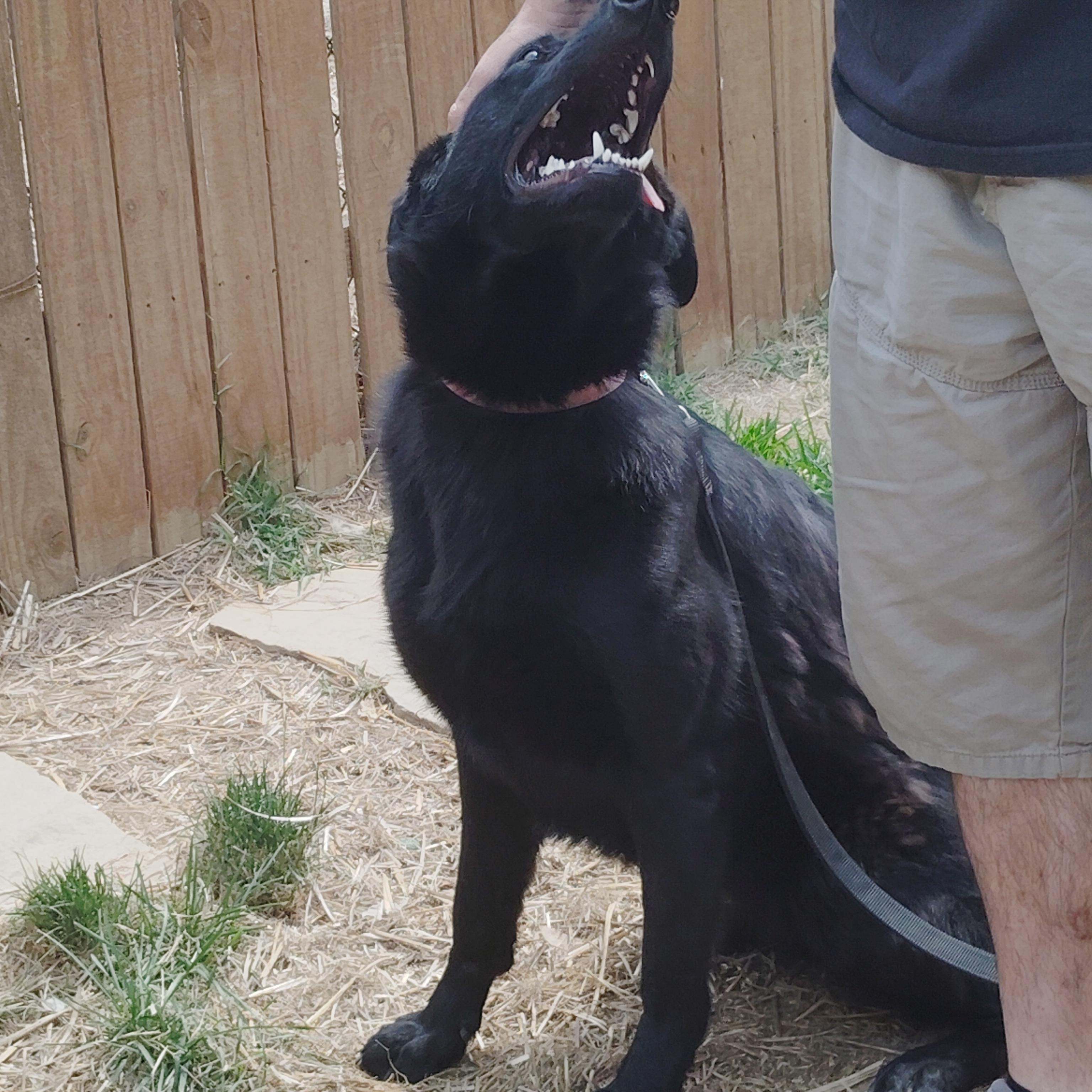 STELLA - a wonderful energy, a ADOPTABLE German Shepherd Dog in Wilmington, DE image 2/6