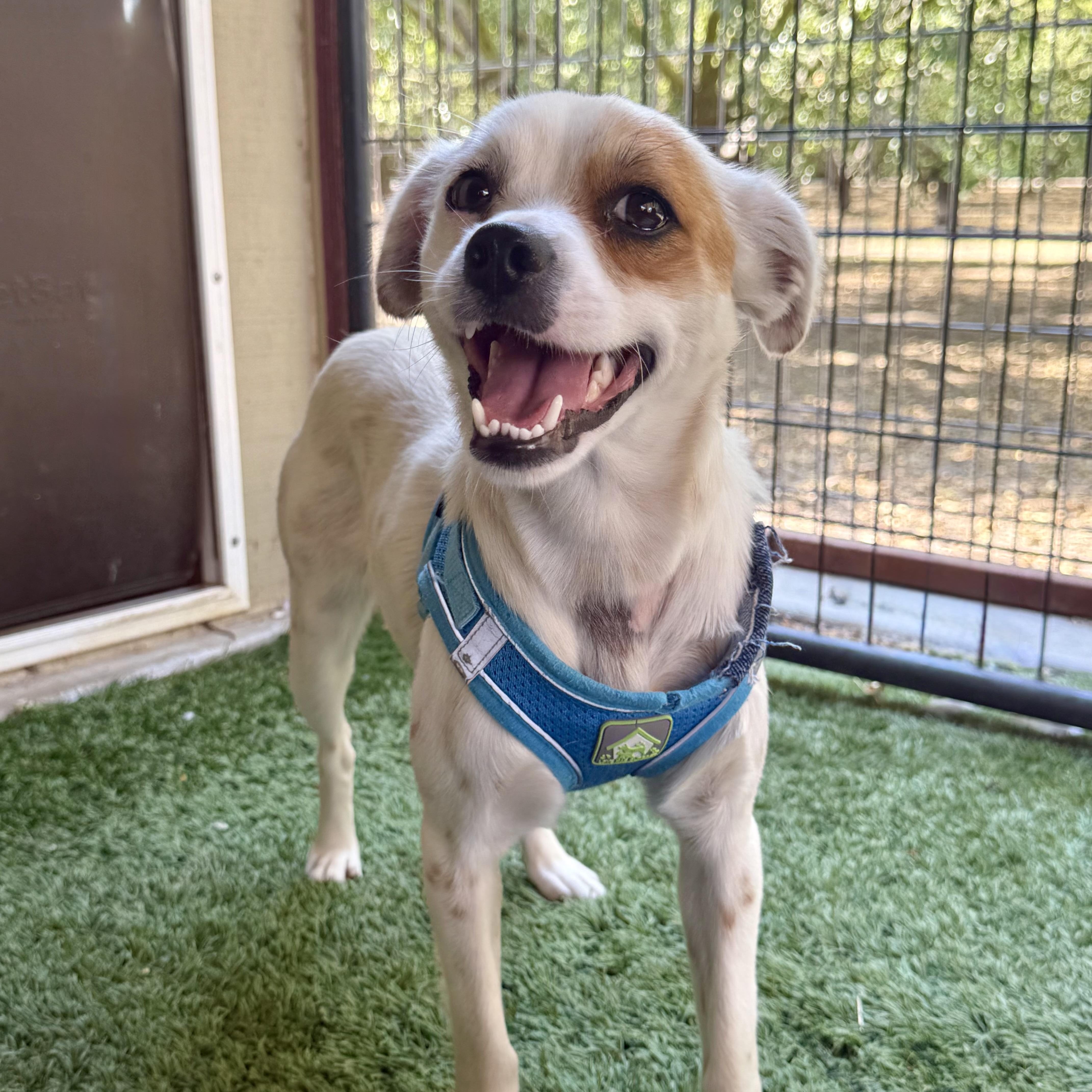 Enlarge Buffy, an adopted mixed breed in modesto, CA image 3/6