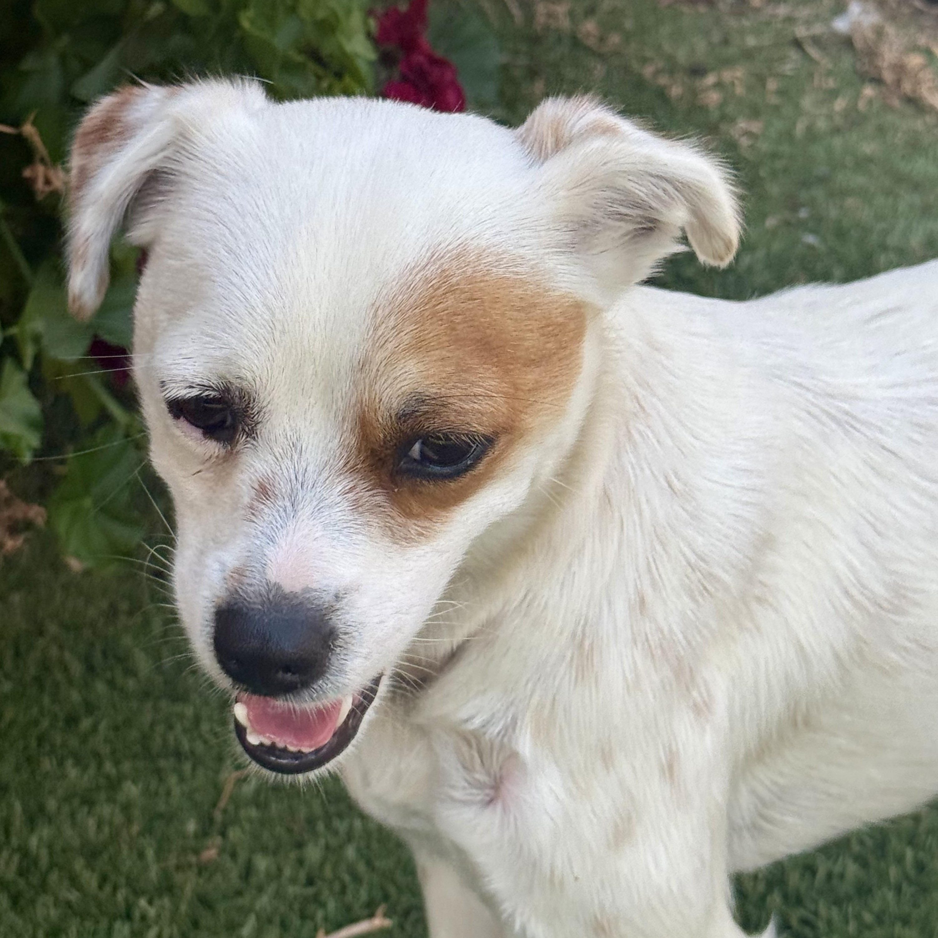Enlarge Buffy, an adopted mixed breed in modesto, CA image 6/6