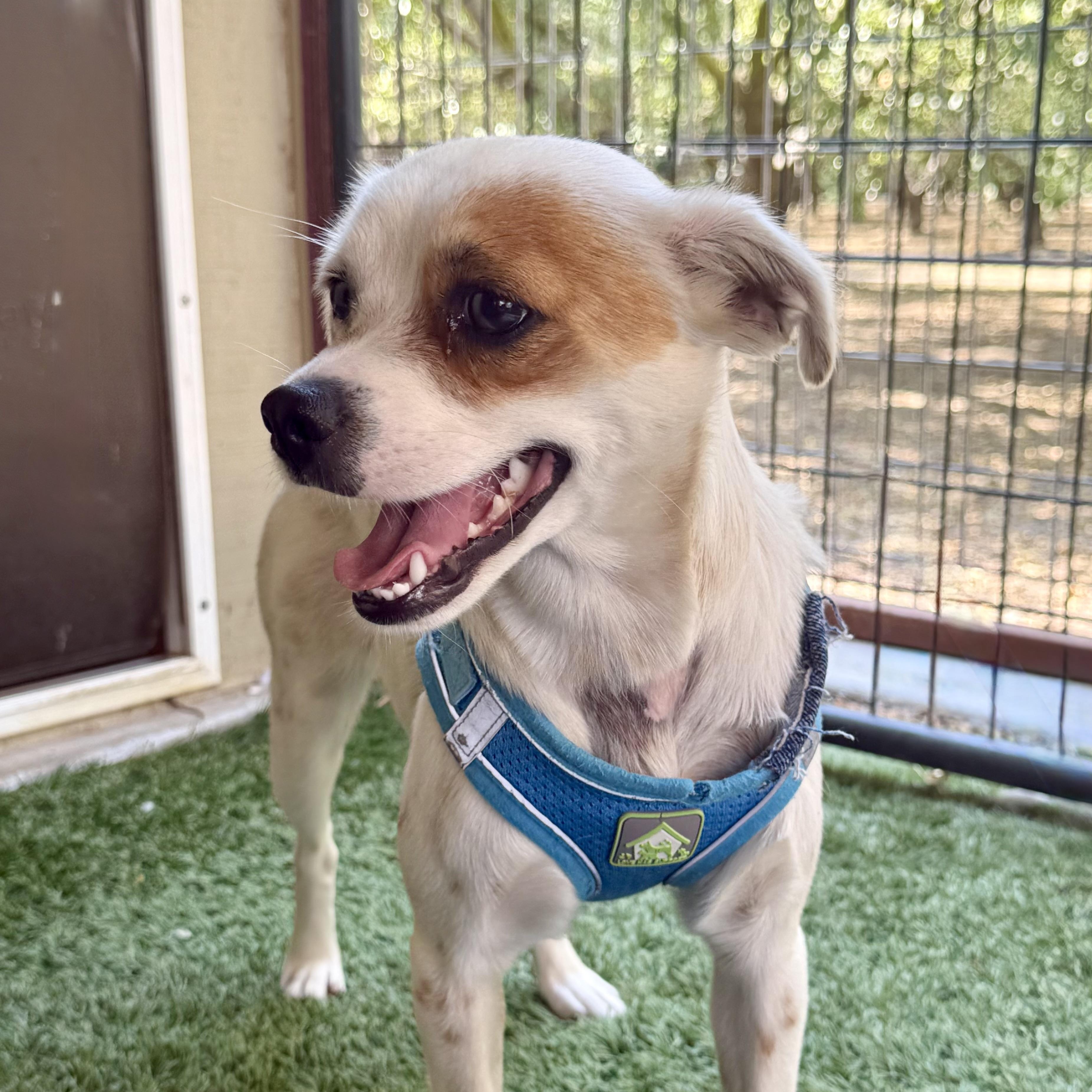 Buffy, adopted, Young Female Rat Terrier & Chihuahua.