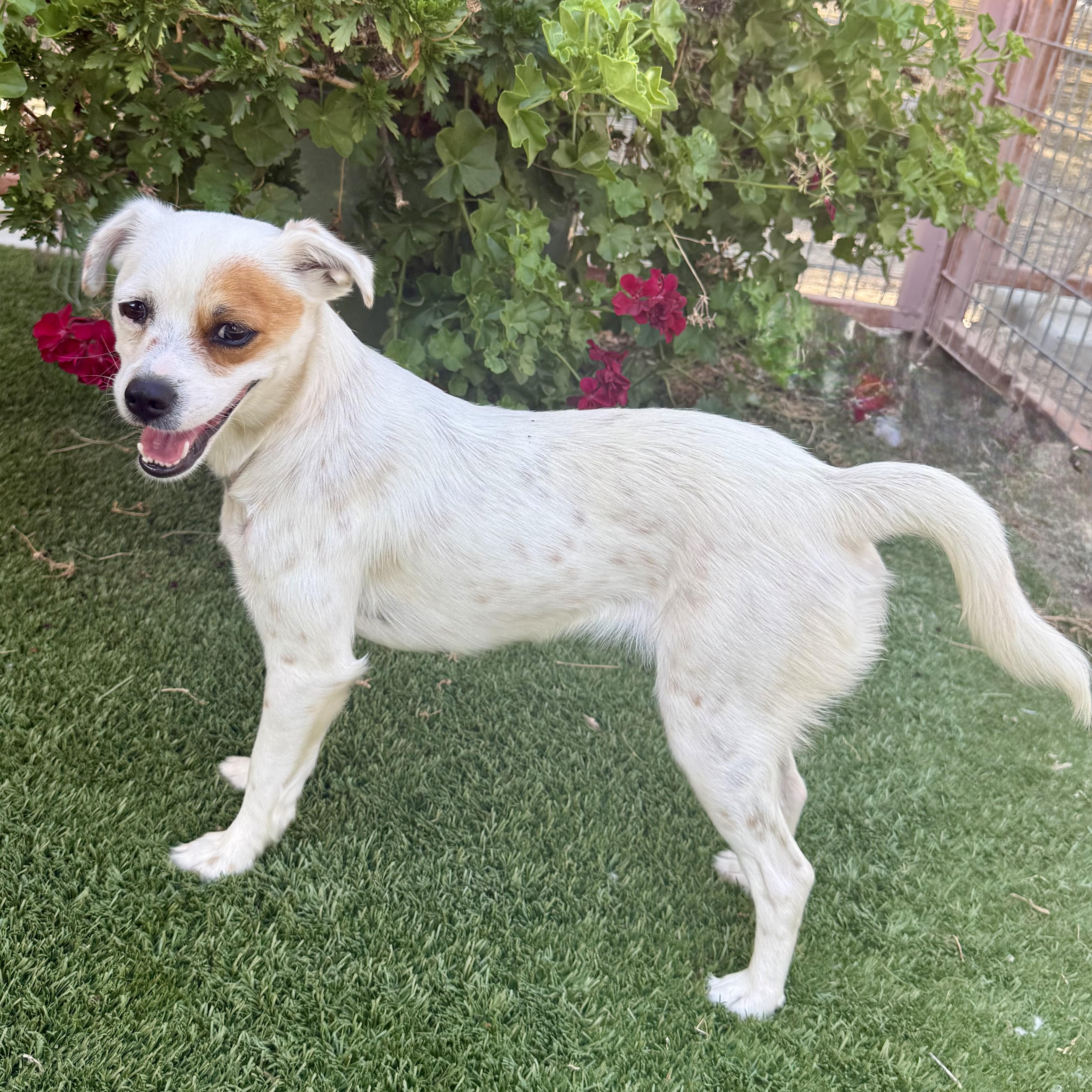 Enlarge Buffy, an adopted mixed breed in modesto, CA image 2/6