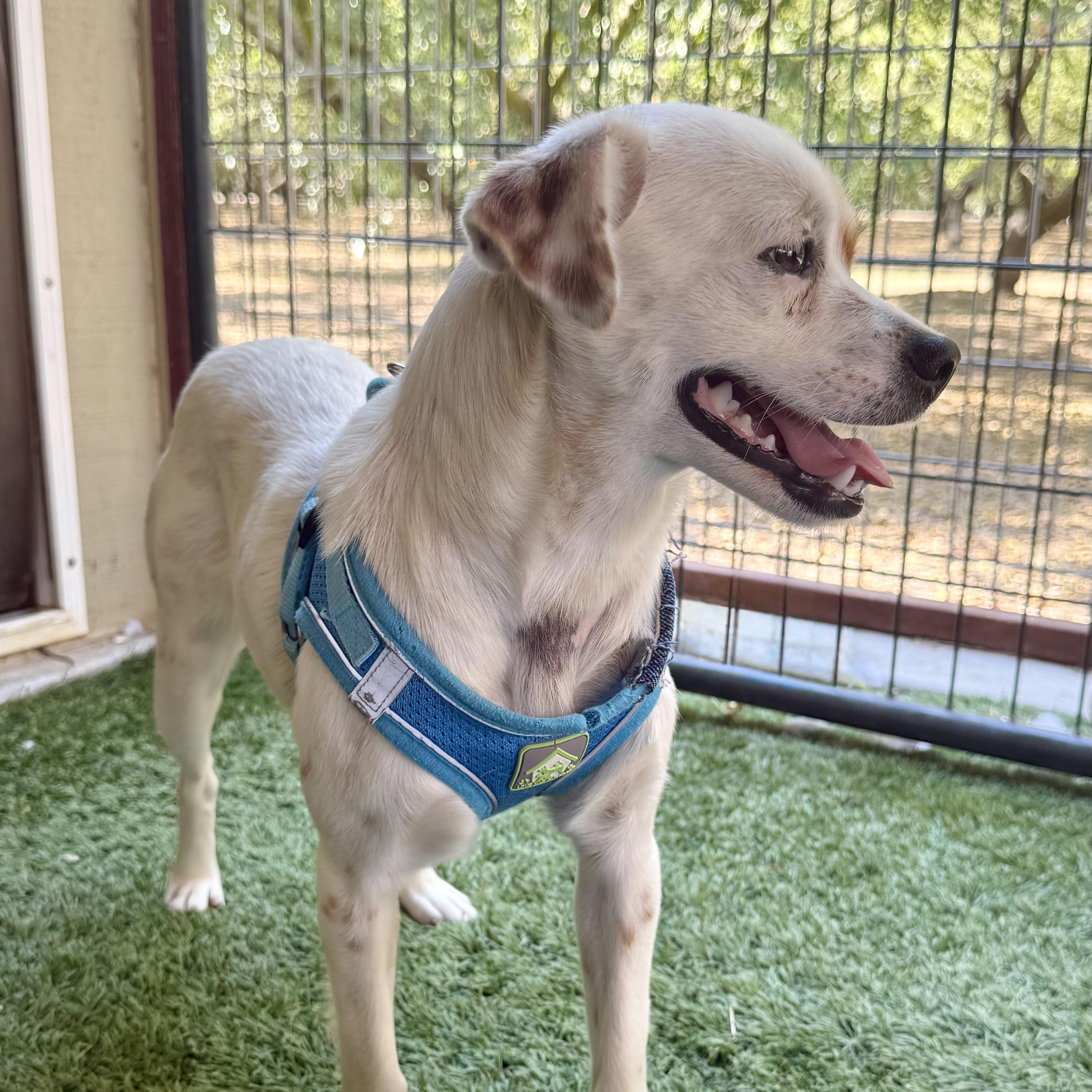 Enlarge Buffy, an adopted mixed breed in modesto, CA image 5/6