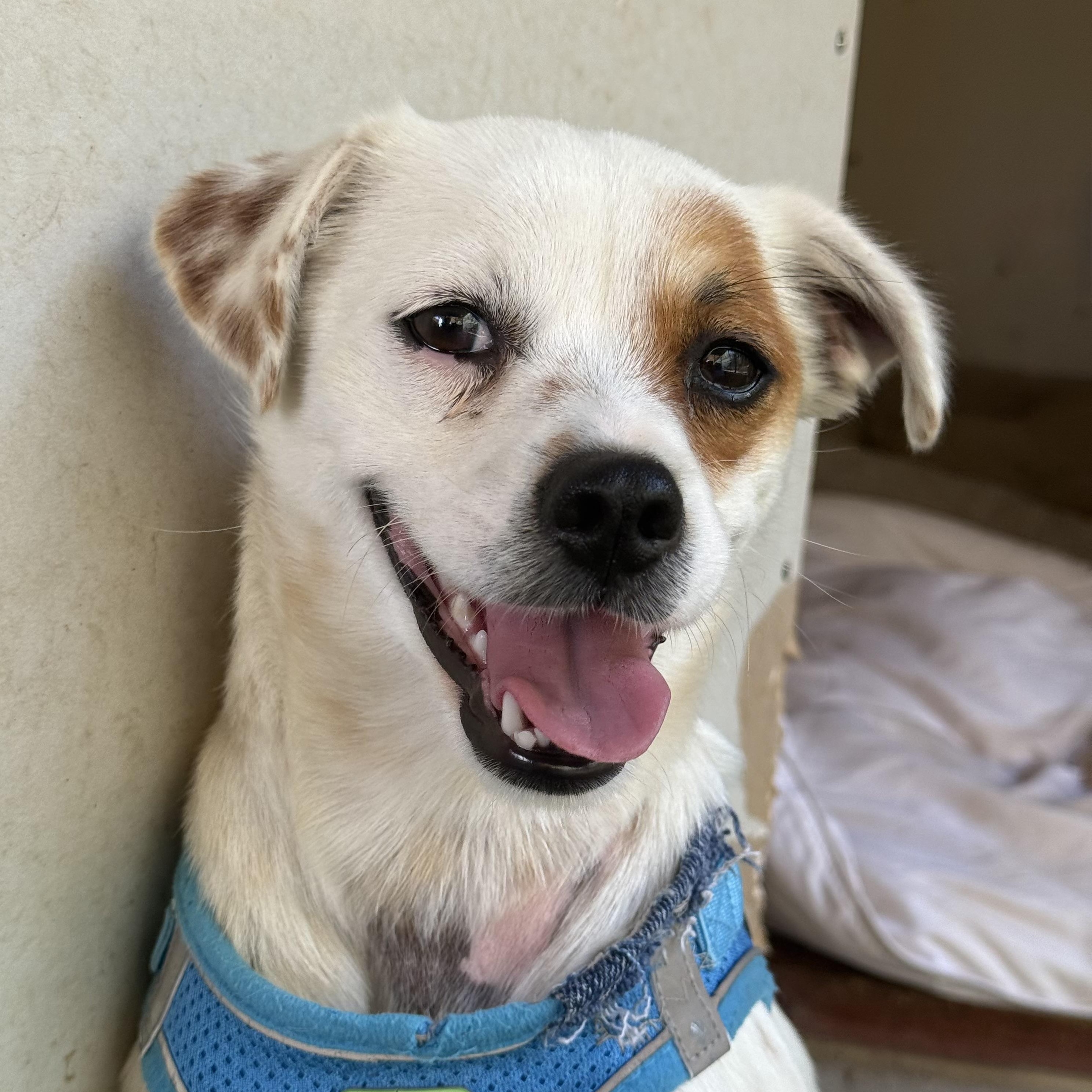 Enlarge Buffy, an adopted mixed breed in modesto, CA image 4/6