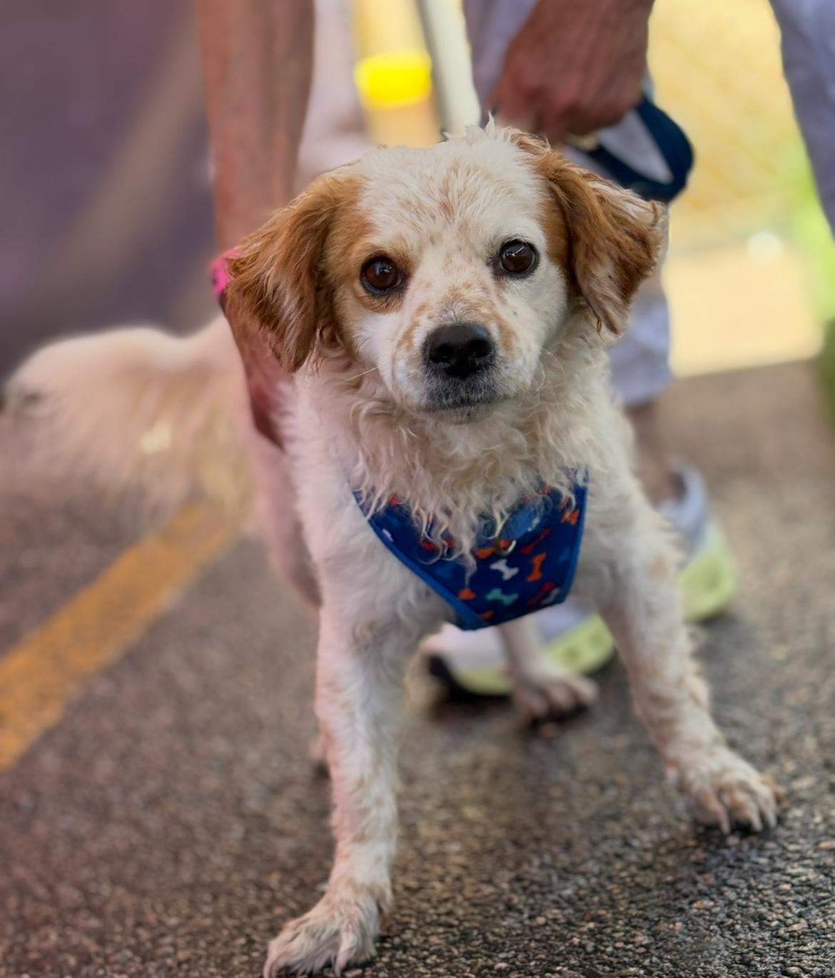Enlarge Harris, a Adoptable mixed breed in Longmont, CO image 1/1