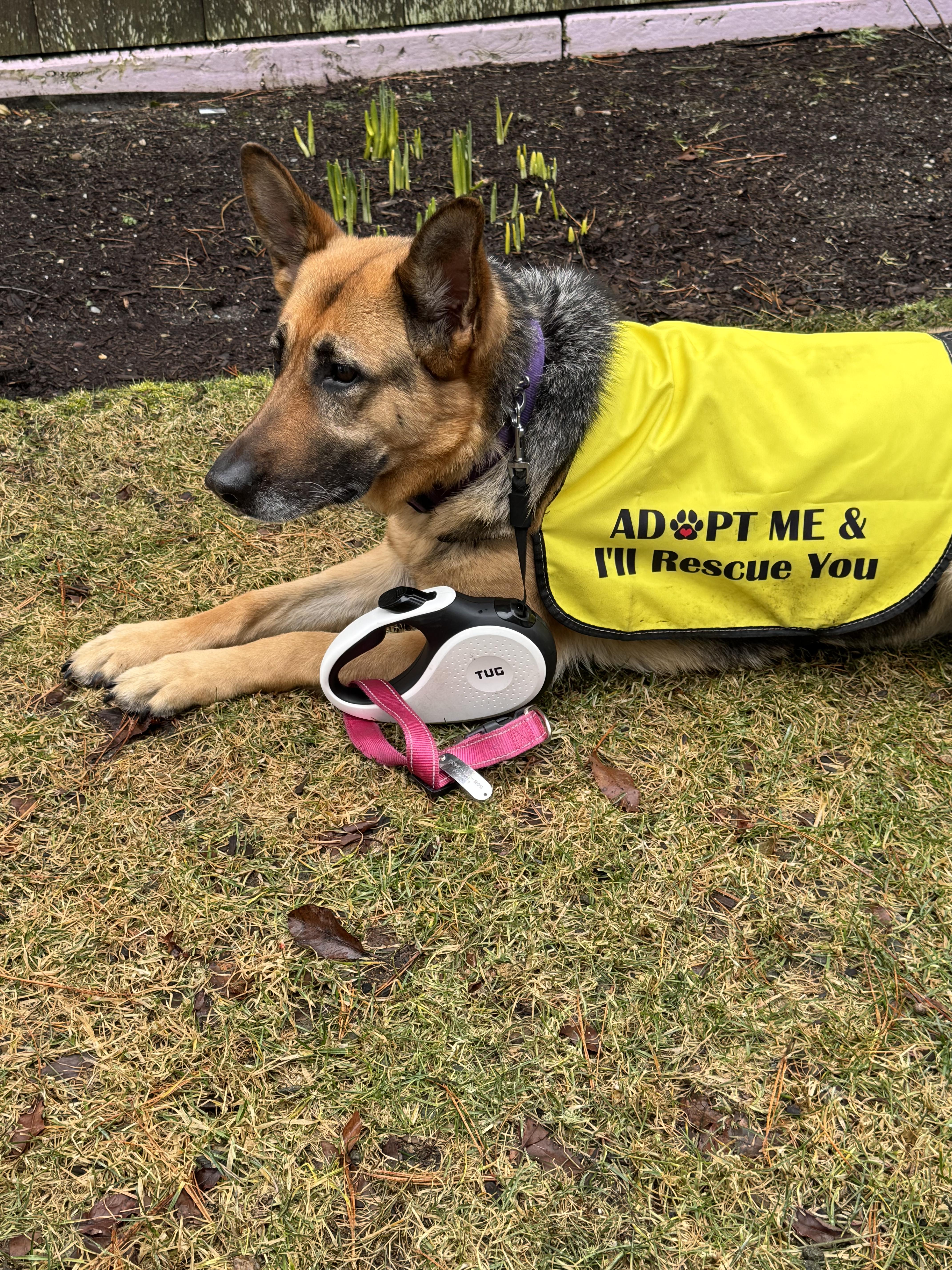 Liza, an adoptable German Shepherd Dog in Oak Bluffs, MA image 3/3