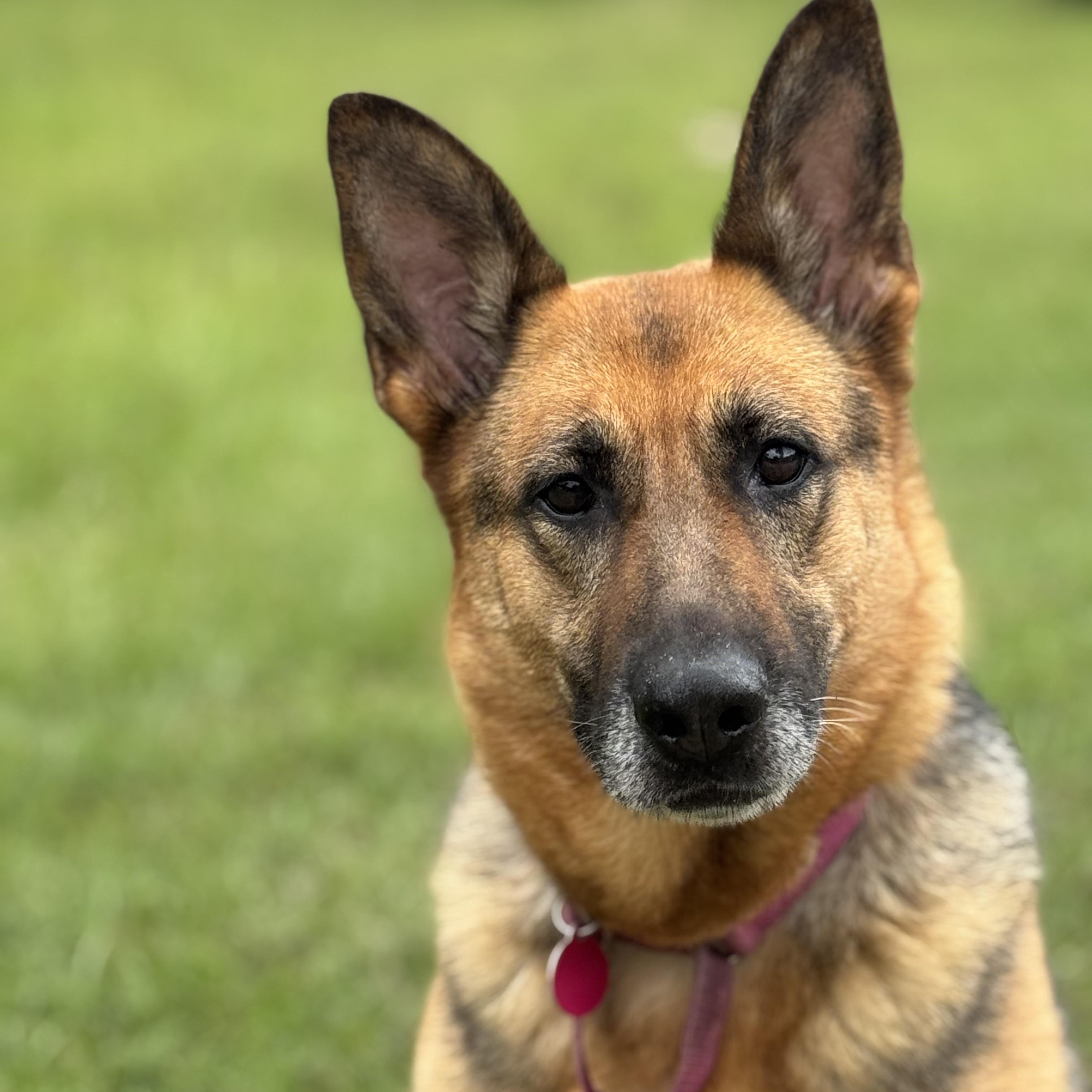 Liza, adoptable, Adult Female German Shepherd Dog.