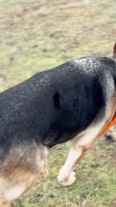 Enlarge Liza, an adoptable German Shepherd Dog in Oak Bluffs, MA video 2/3