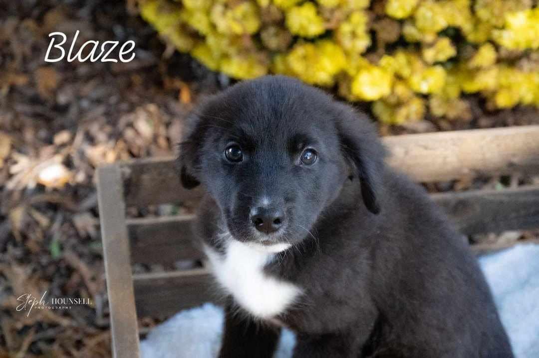 Blaze, a Adopted Great Pyrenees in St Thomas, ON image 1/3
