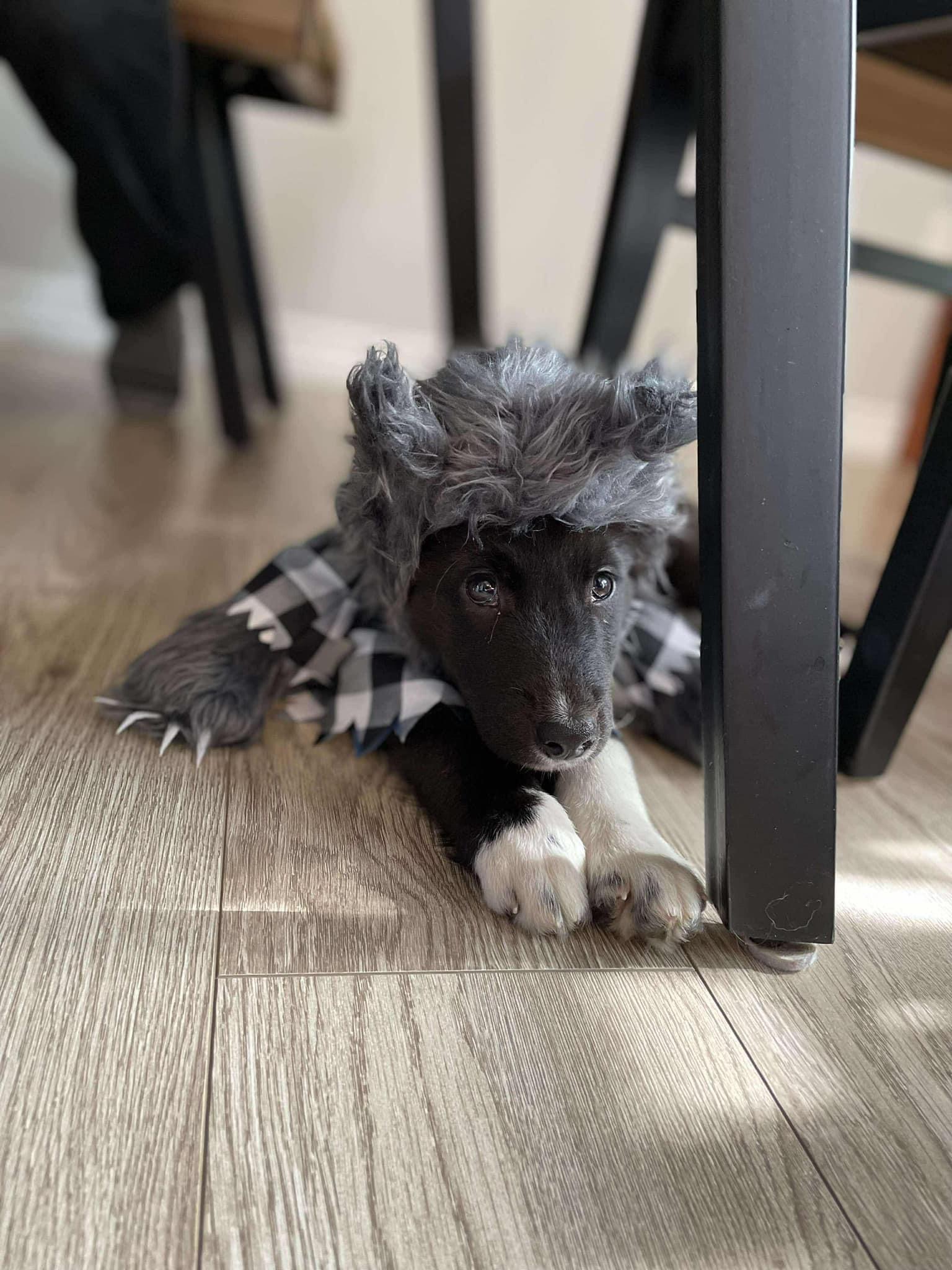 Blaze, Adopted, Puppy Male Great Pyrenees.