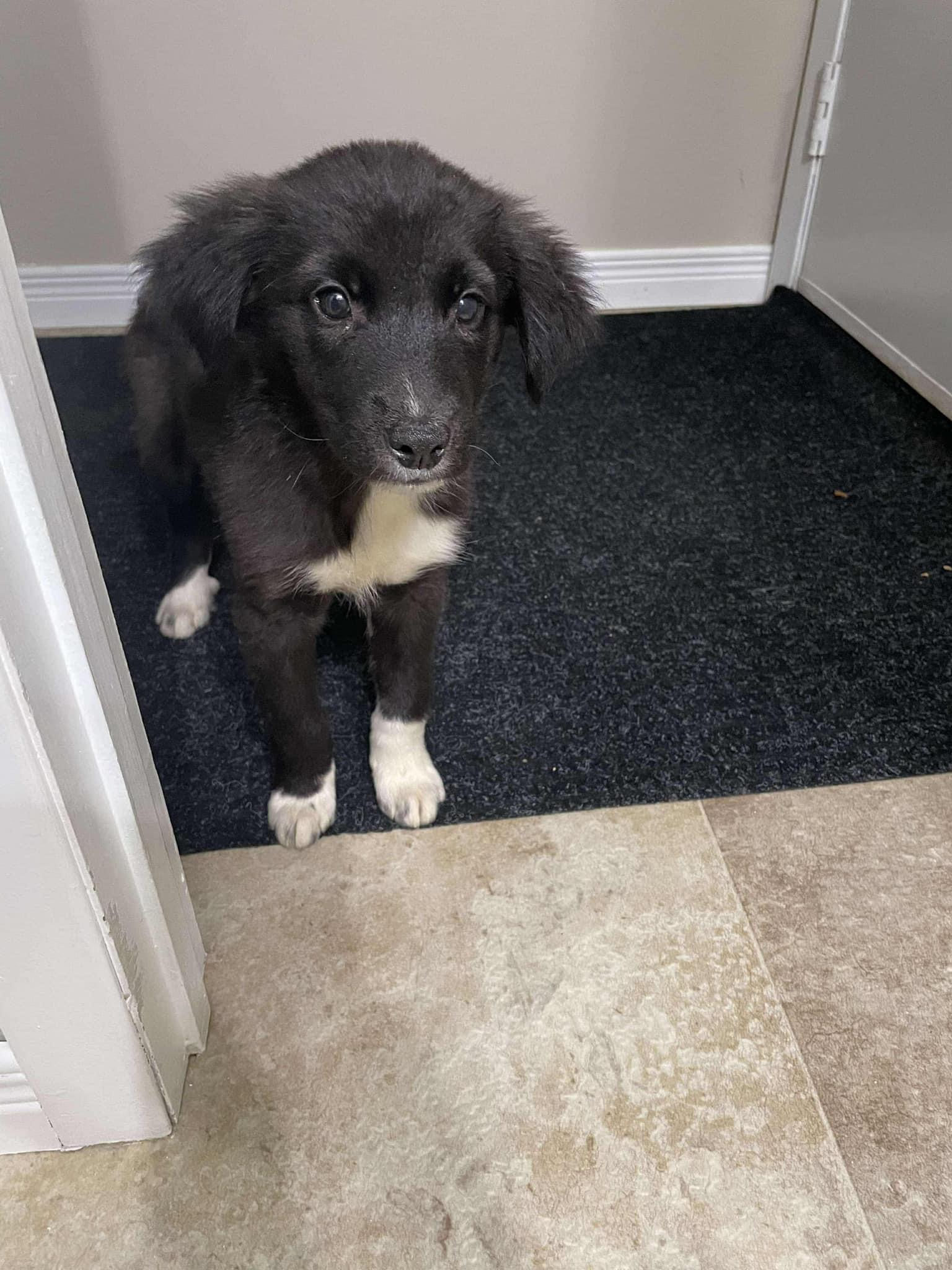 Blaze, a Adopted Great Pyrenees in St Thomas, ON image 3/3
