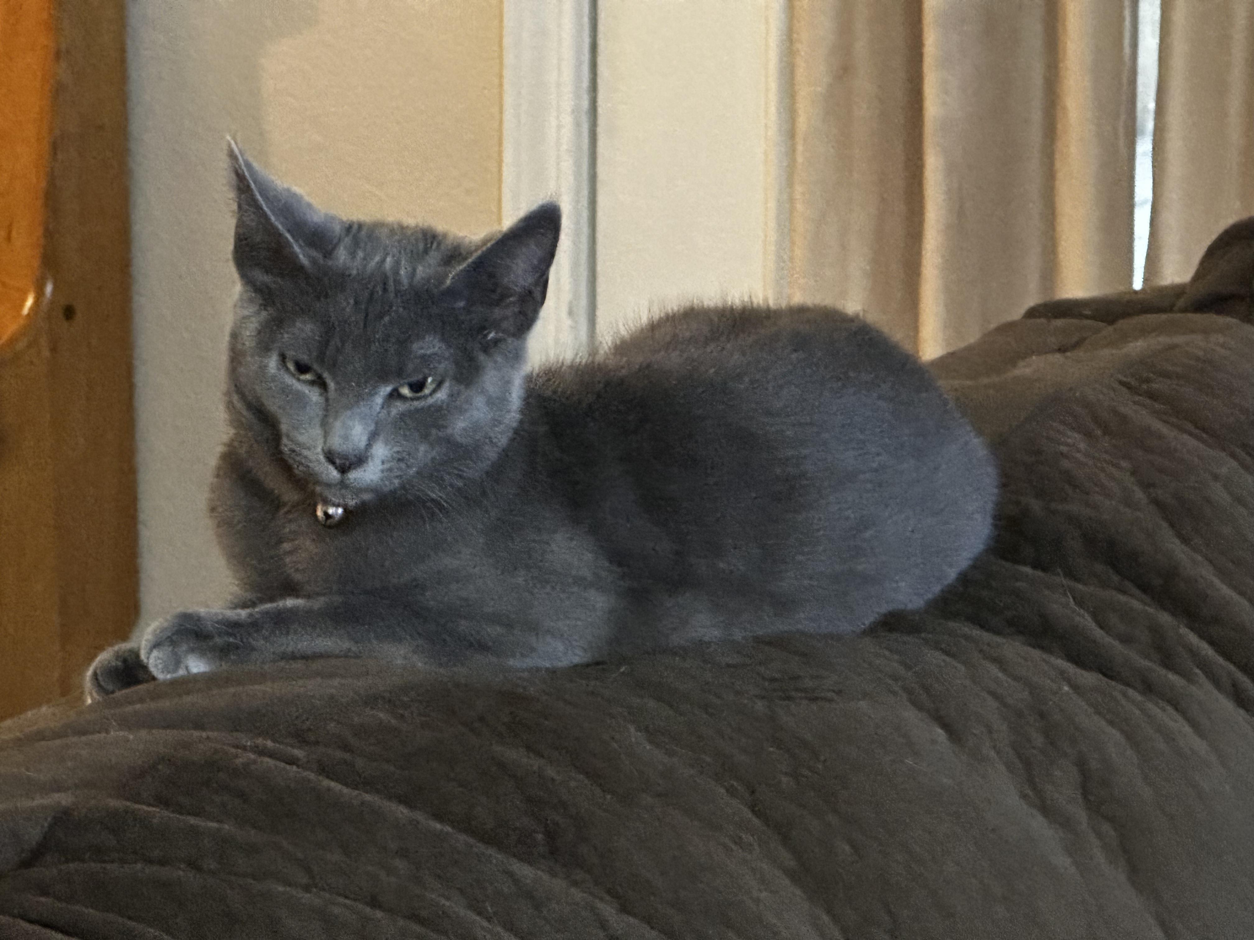 Enlarge Precious, a Adoptable Domestic Short Hair in Antioch, CA image 1/2