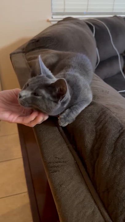 Enlarge Precious, a Adoptable Domestic Short Hair in Antioch, CA video 2/2