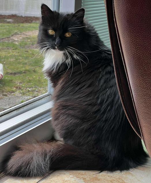Enlarge Halloween, a Adoptable Domestic Long Hair in Lake Ronkonkoma, NY image 1/2