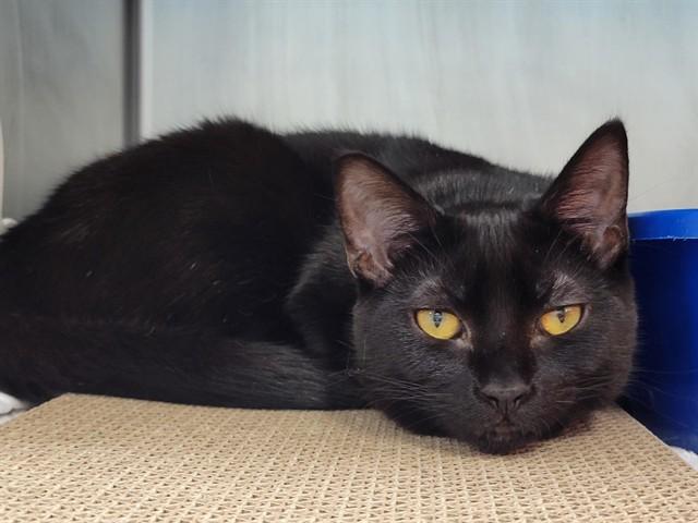 Enlarge ASHA, a Adoptable Domestic Short Hair in Palo Alto, CA image 1/1