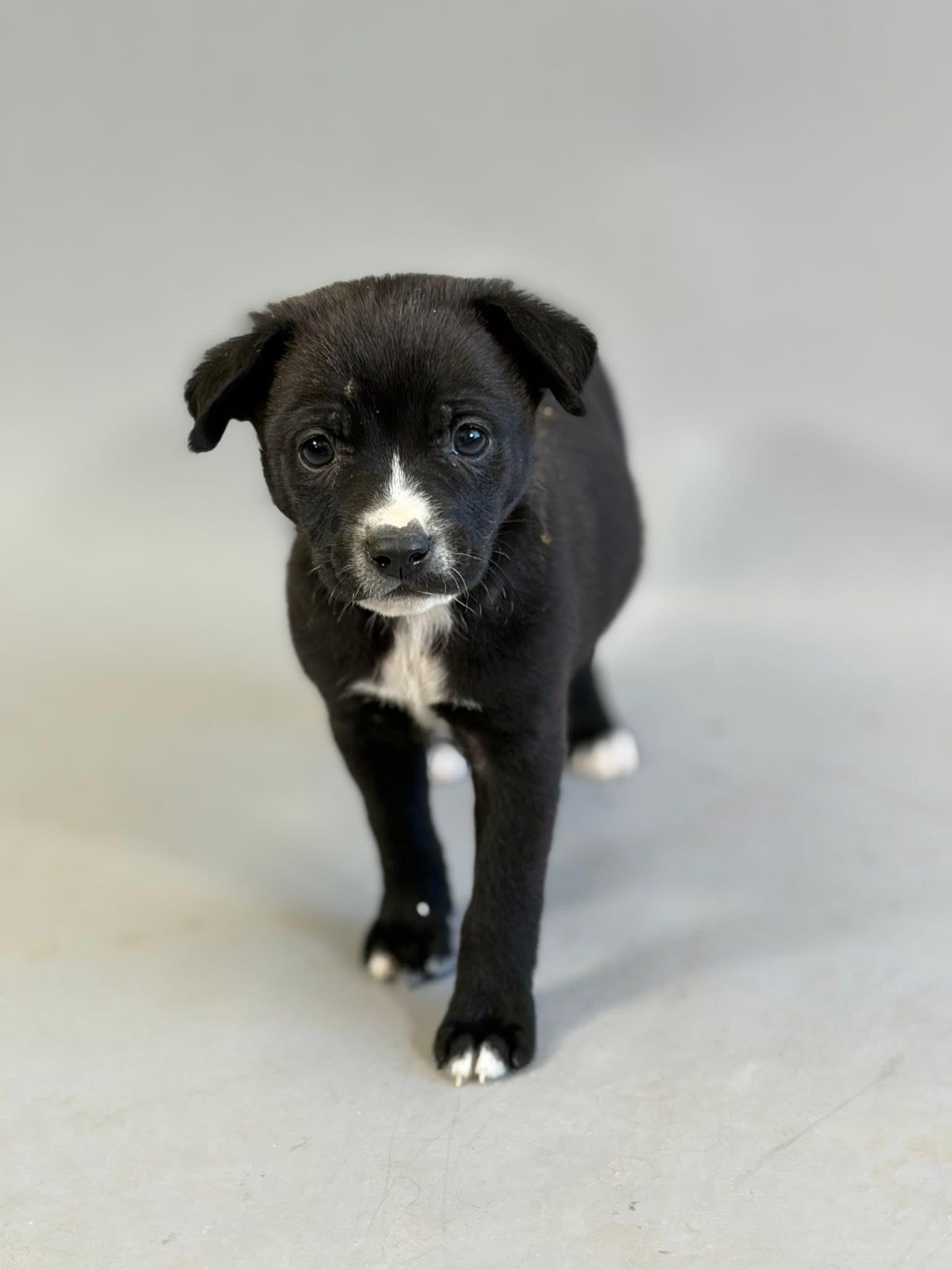 Dude, ADOPTABLE, Puppy Male Mixed Breed.