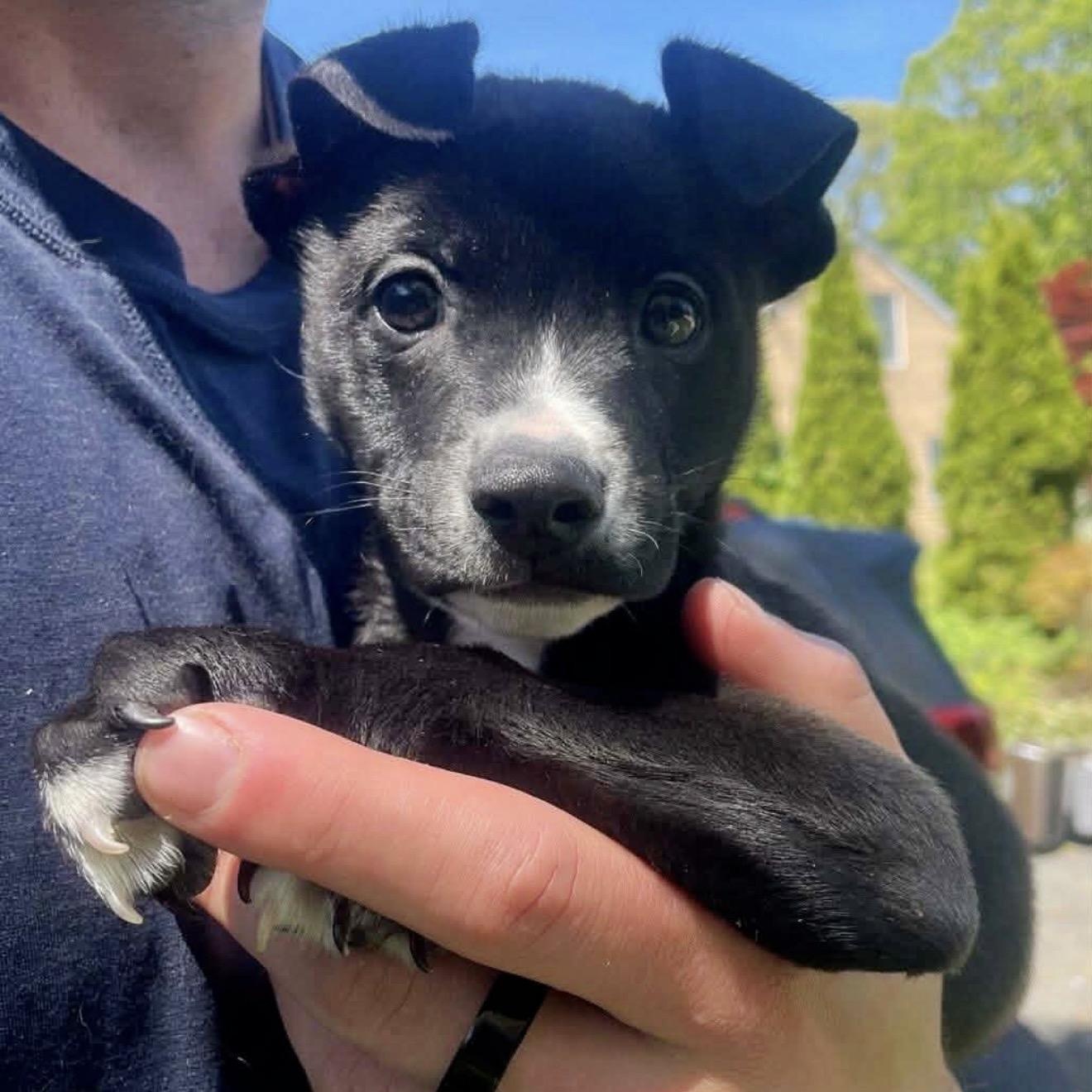 Dude, a ADOPTABLE Mixed Breed in Yaphank, NY image 2/2