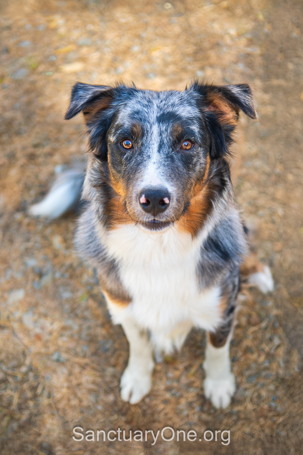Ranger, a Adopted mixed breed in Jacksonville, OR image 4/5