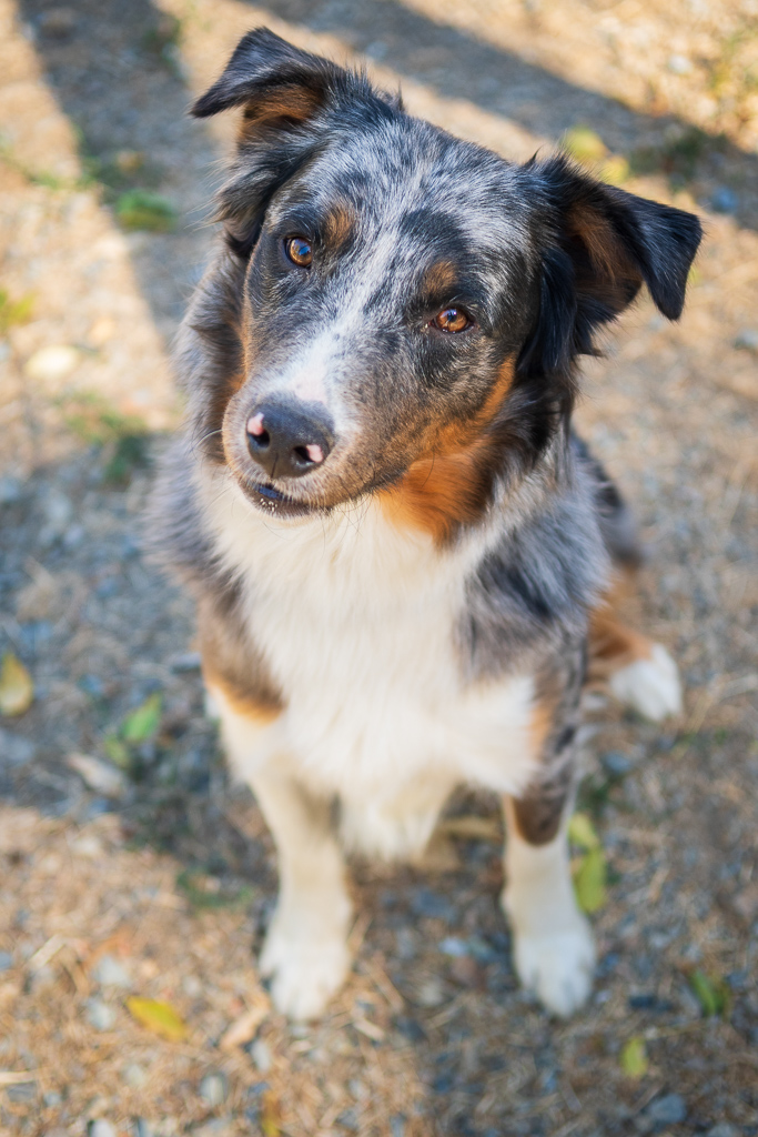 Ranger, Adopted, Young Male Australian Shepherd & Border Collie.