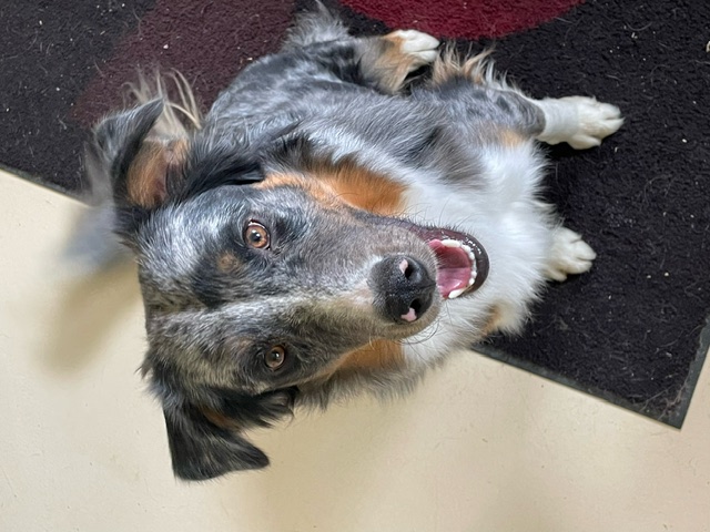 Ranger, a Adopted mixed breed in Jacksonville, OR image 2/5