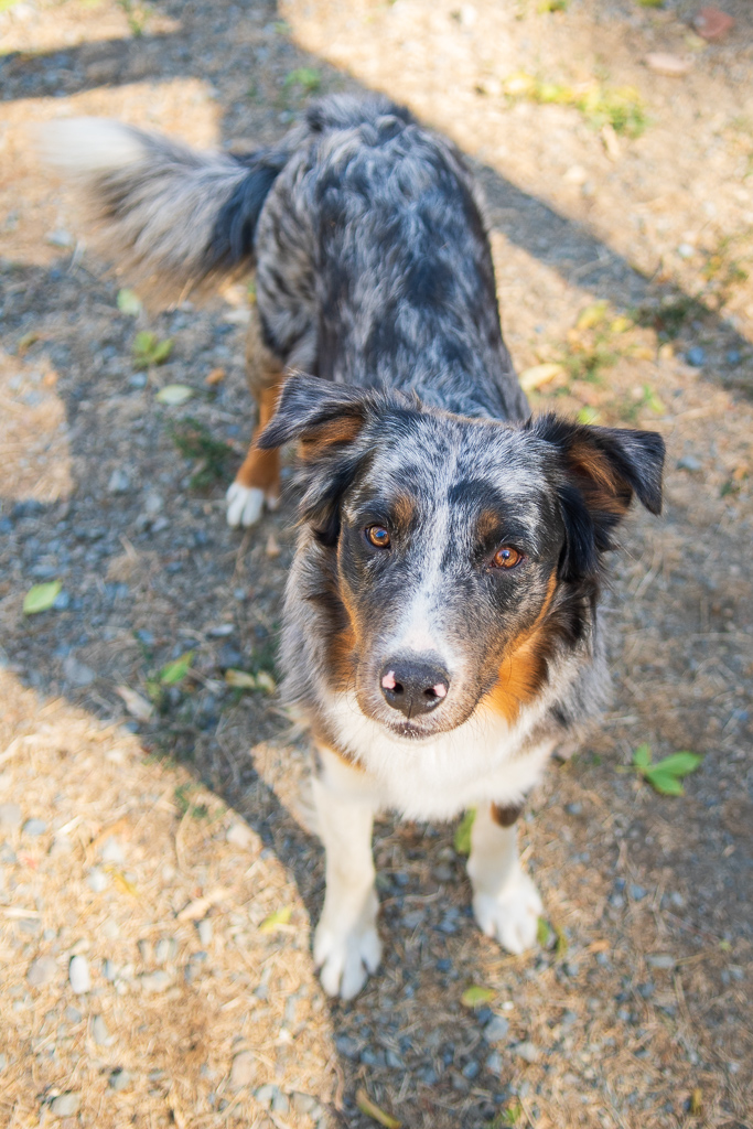 Ranger, a Adopted mixed breed in Jacksonville, OR image 5/5