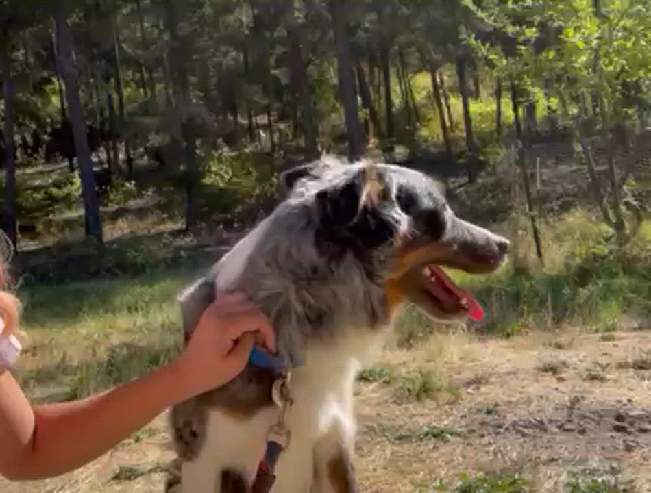 Enlarge Ranger, a Adopted mixed breed in Jacksonville, OR video 3/5