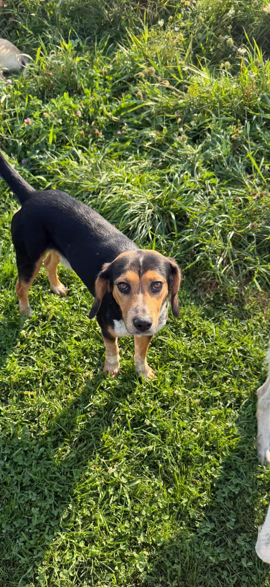 Enlarge Meatloaf, a Adopted mixed breed in Watertown, WI image 3/5