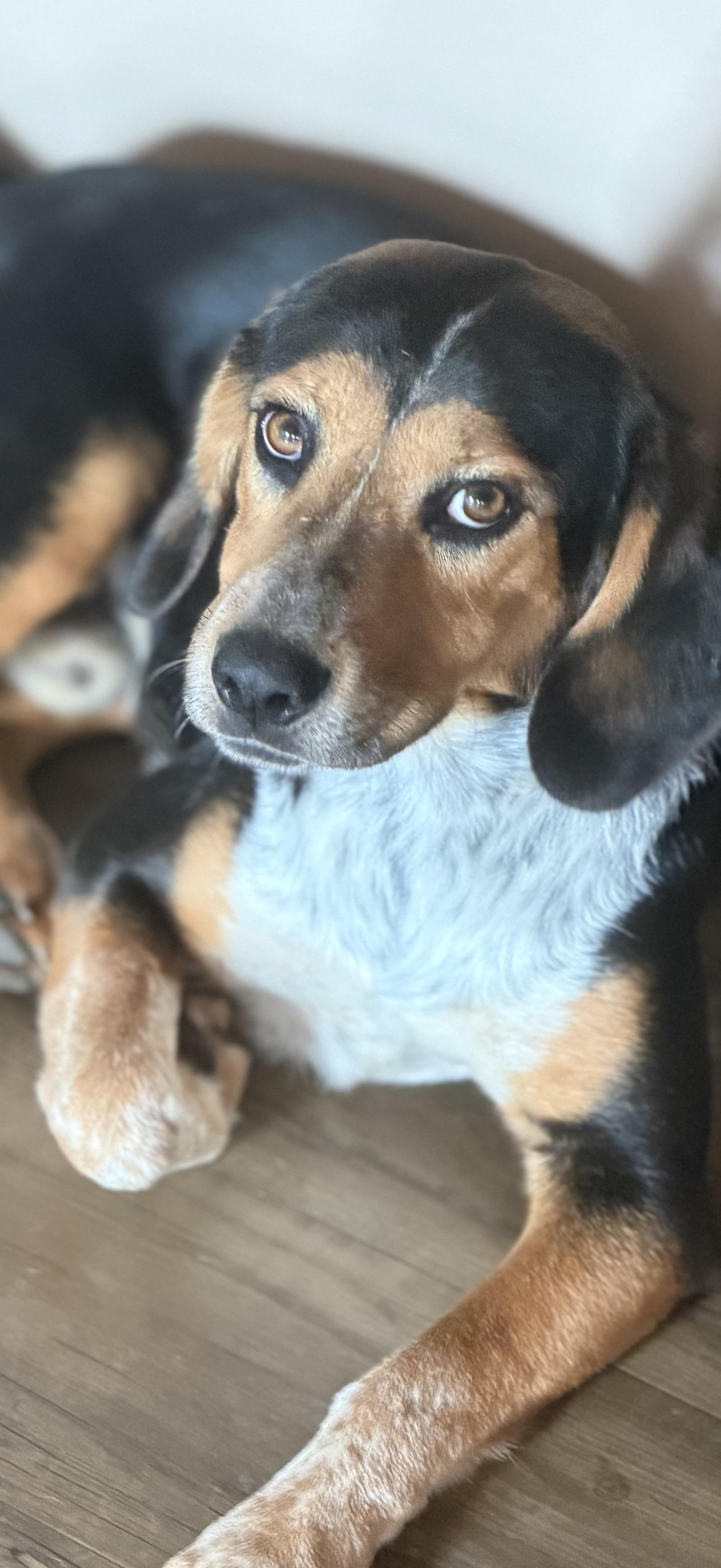 Meatloaf, Adopted, Young Male Beagle.