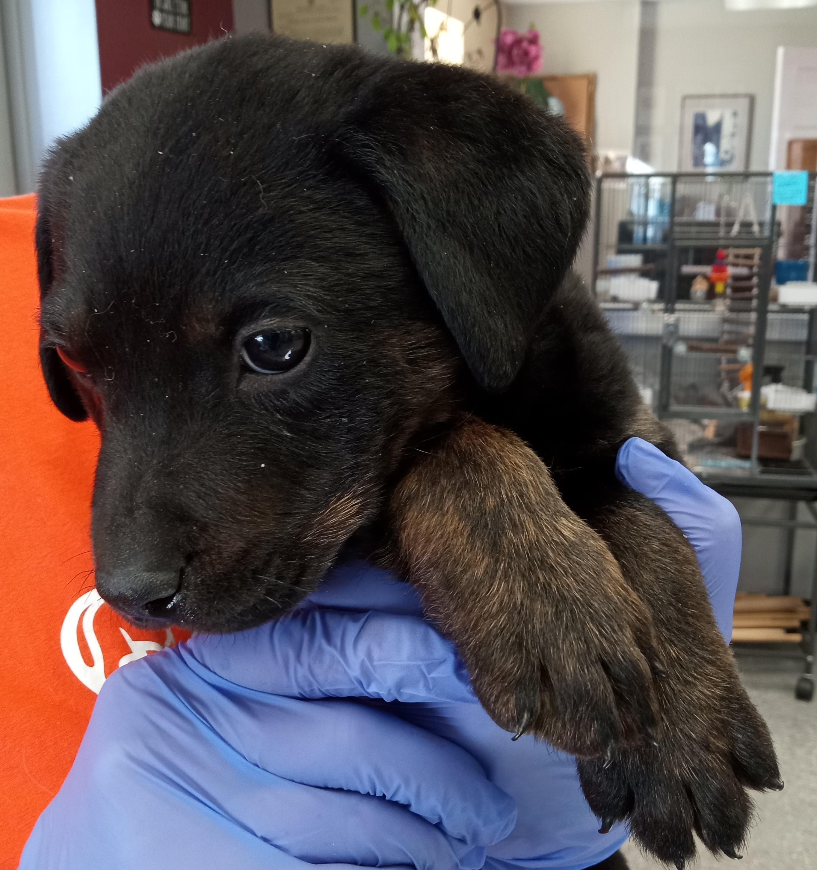 Chester, ADOPTABLE, Puppy Male Australian Shepherd.