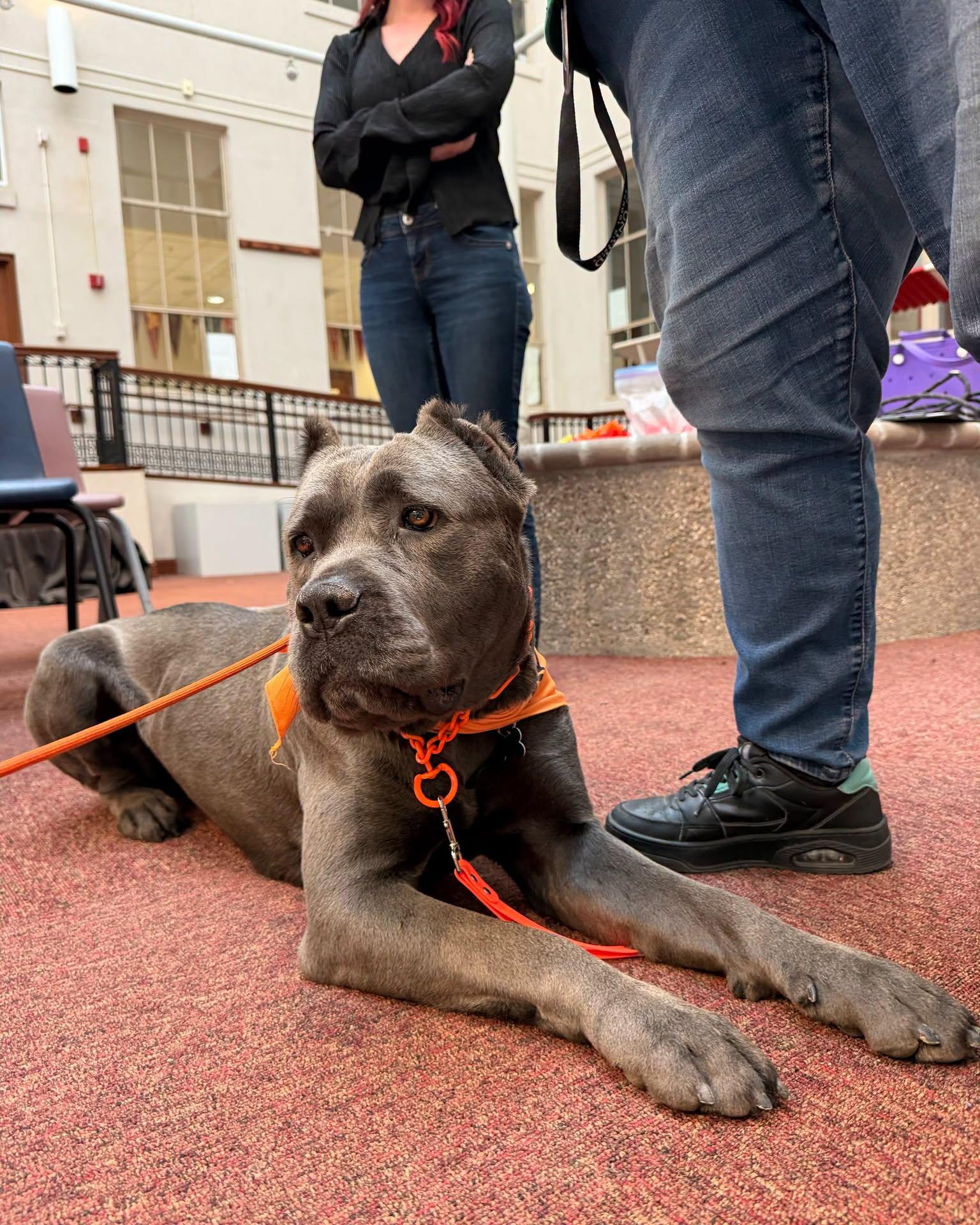 Daphne, a Adoptable Cane Corso in Glendale, AZ image 2/3