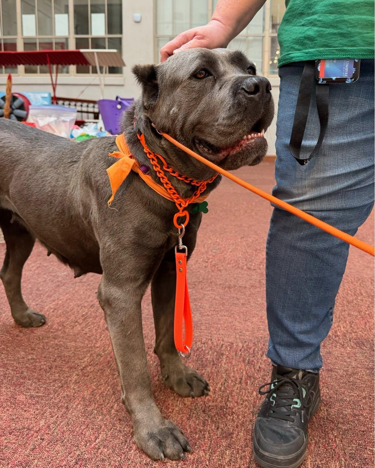 Daphne, a Adoptable Cane Corso in Glendale, AZ image 3/3