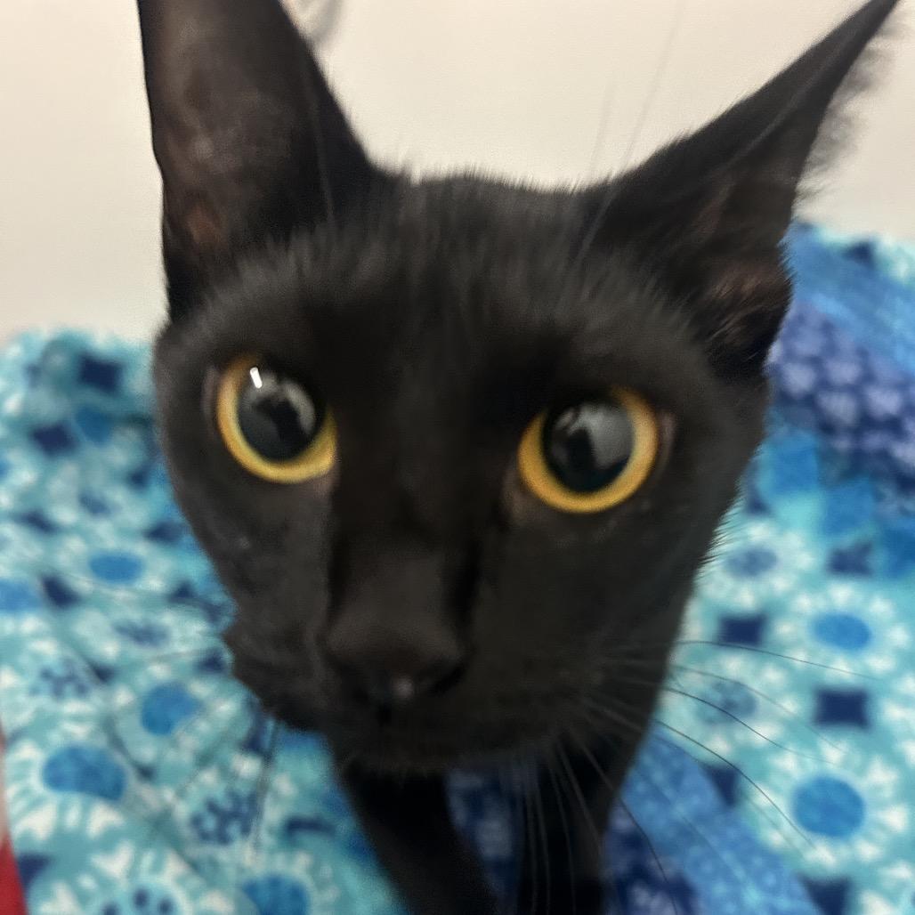 Ruby, Adoptable, Adult Female Domestic Short Hair.