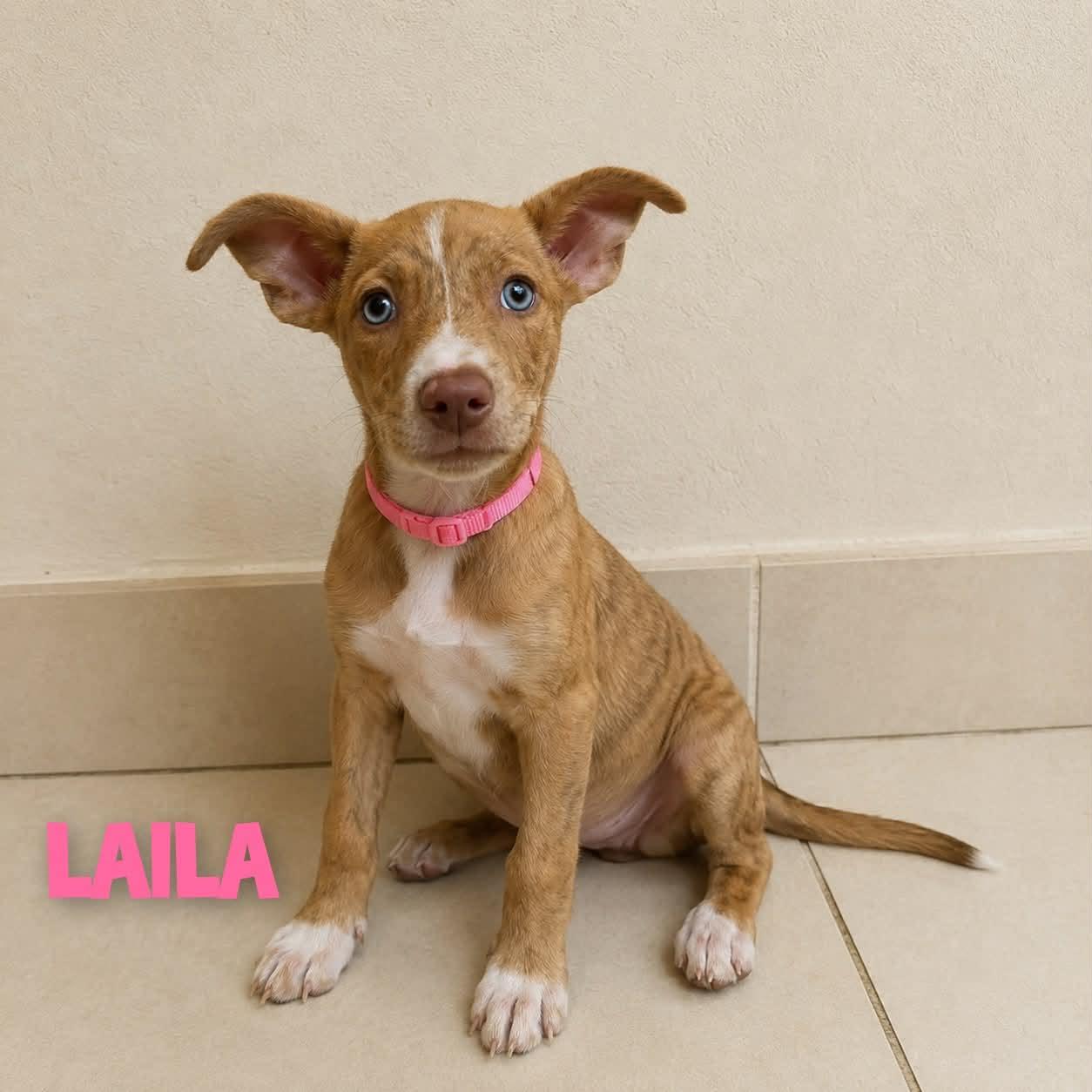 Enlarge Laila, a Adoptable Mixed Breed in Saint Augustine, FL image 2/3