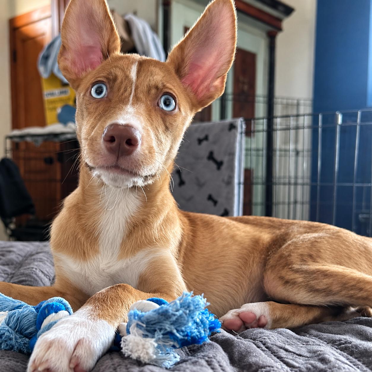 Laila, Adoptable, Puppy Female Mixed Breed.