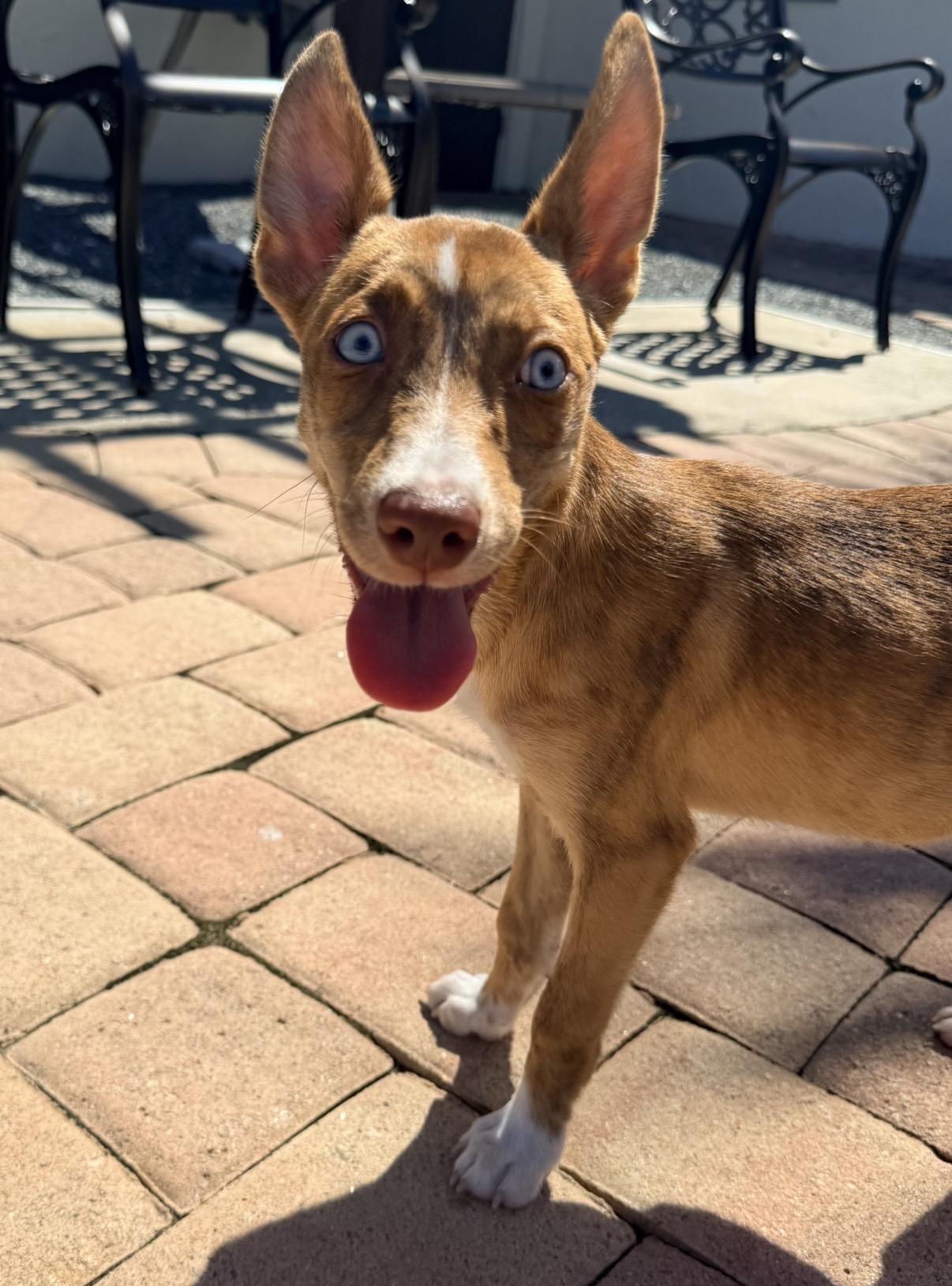 Enlarge Laila, a Adoptable Mixed Breed in Saint Augustine, FL image 3/3